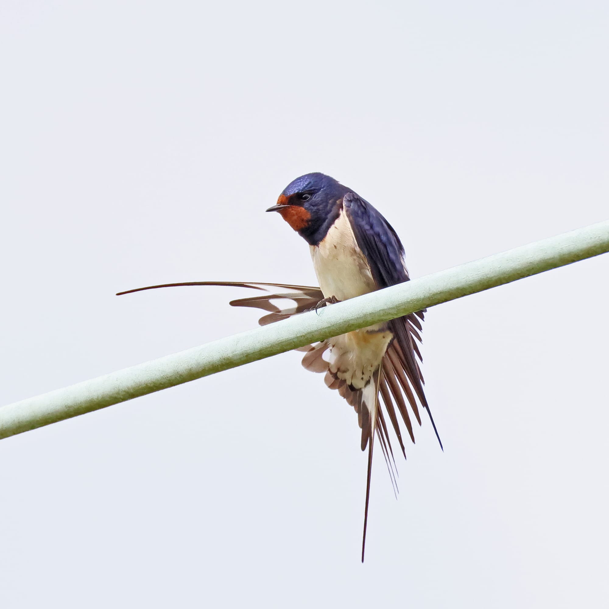Barn Swallow