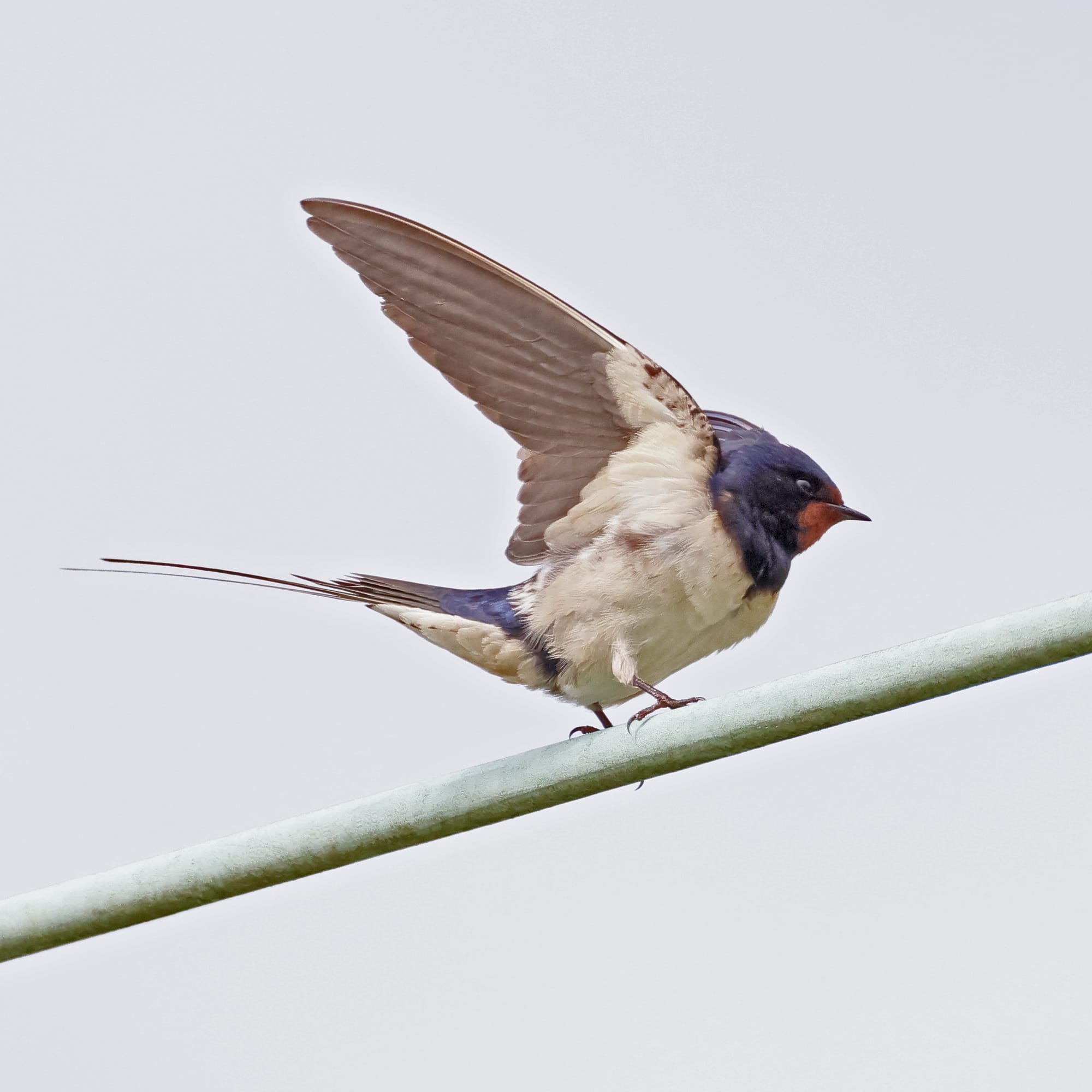 Barn Swallow