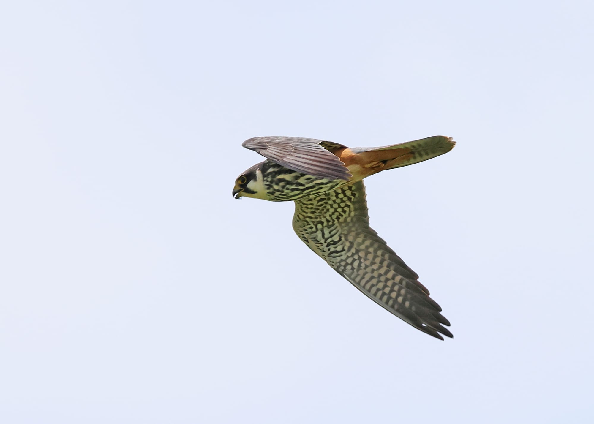 Hobby