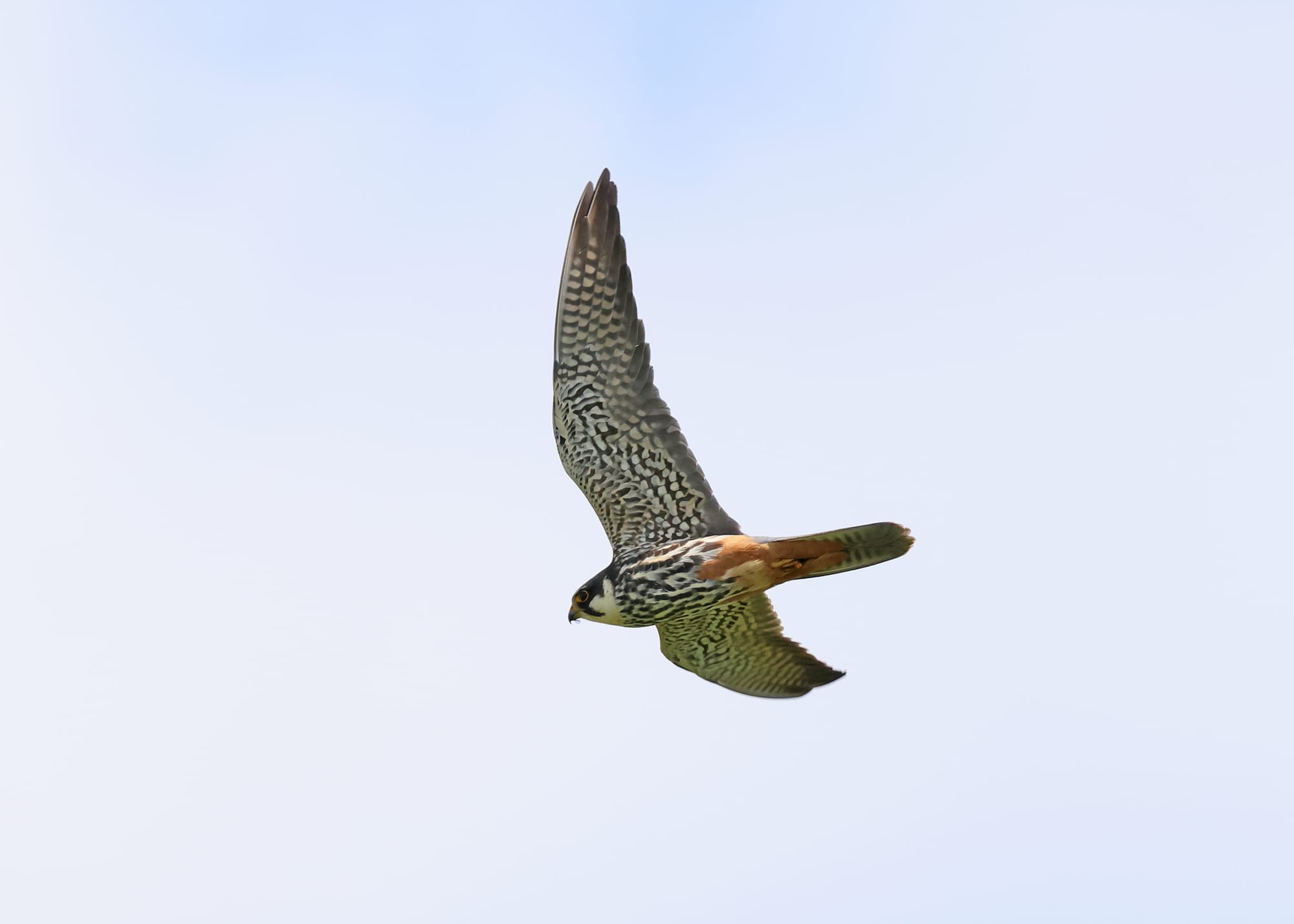 Hobby