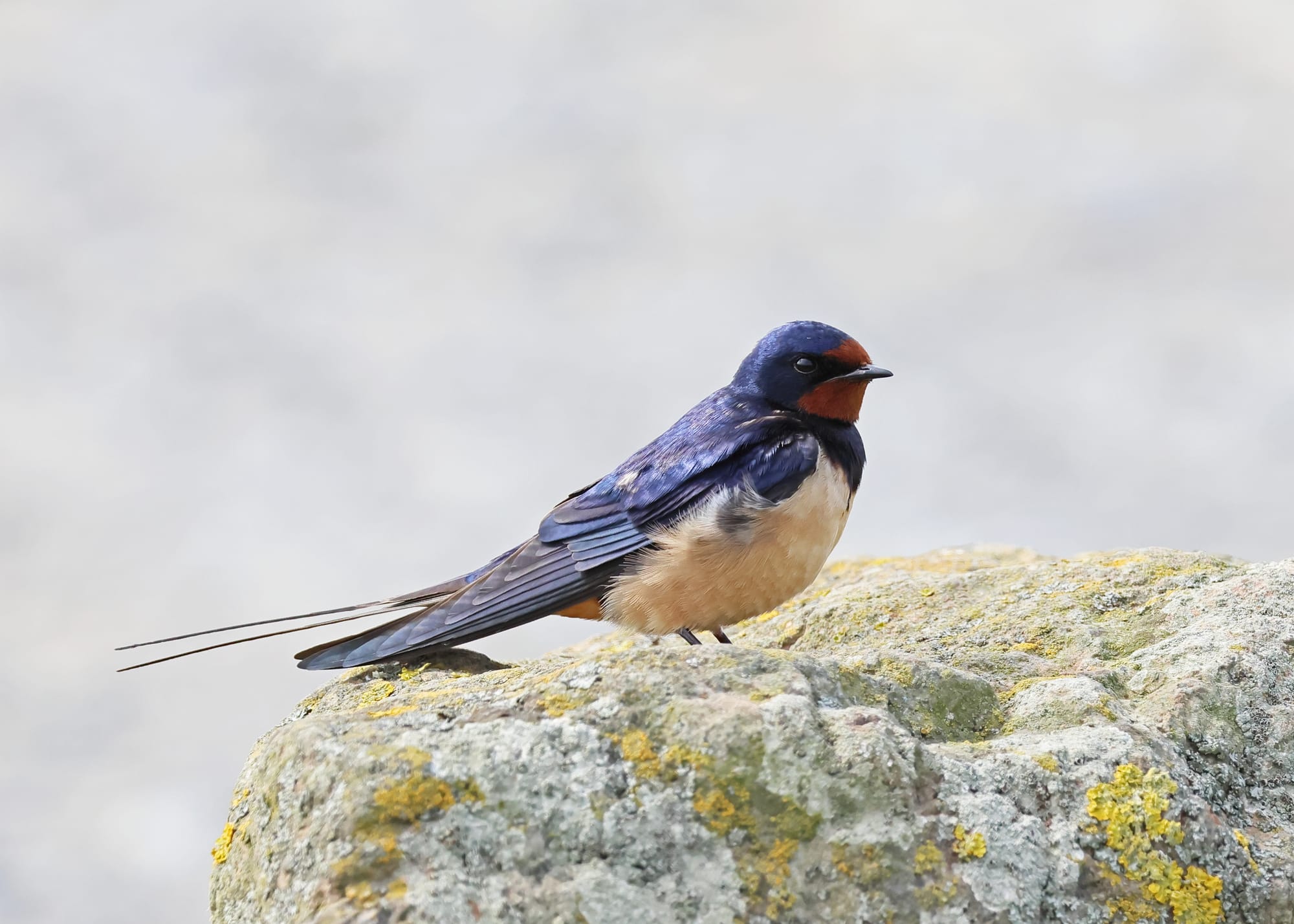 Barn Swallow