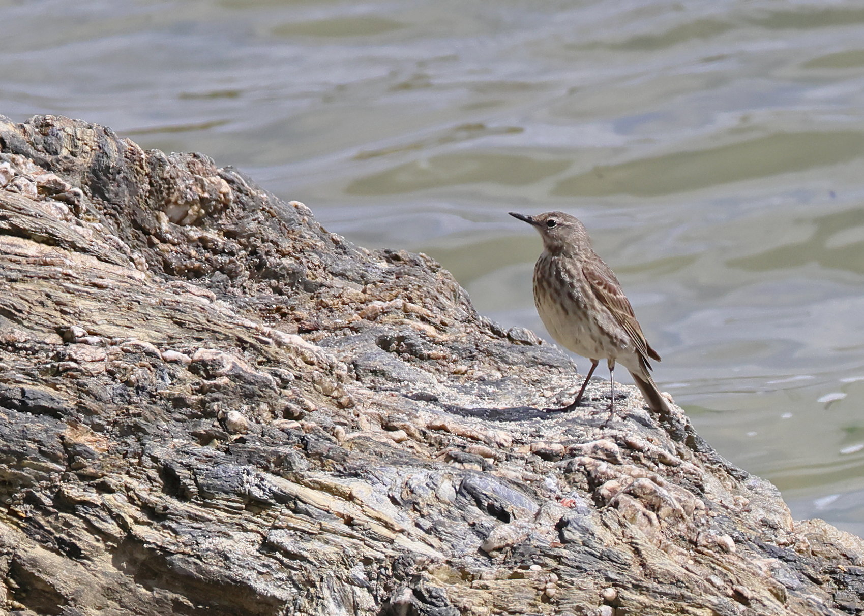 Rock Pipit