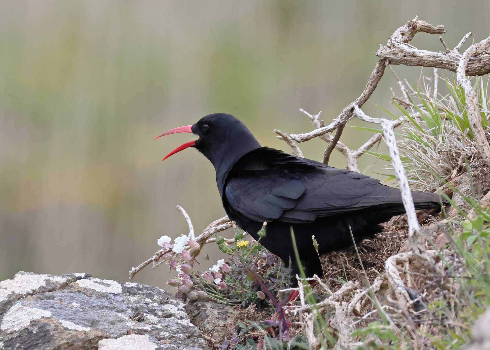 Chough