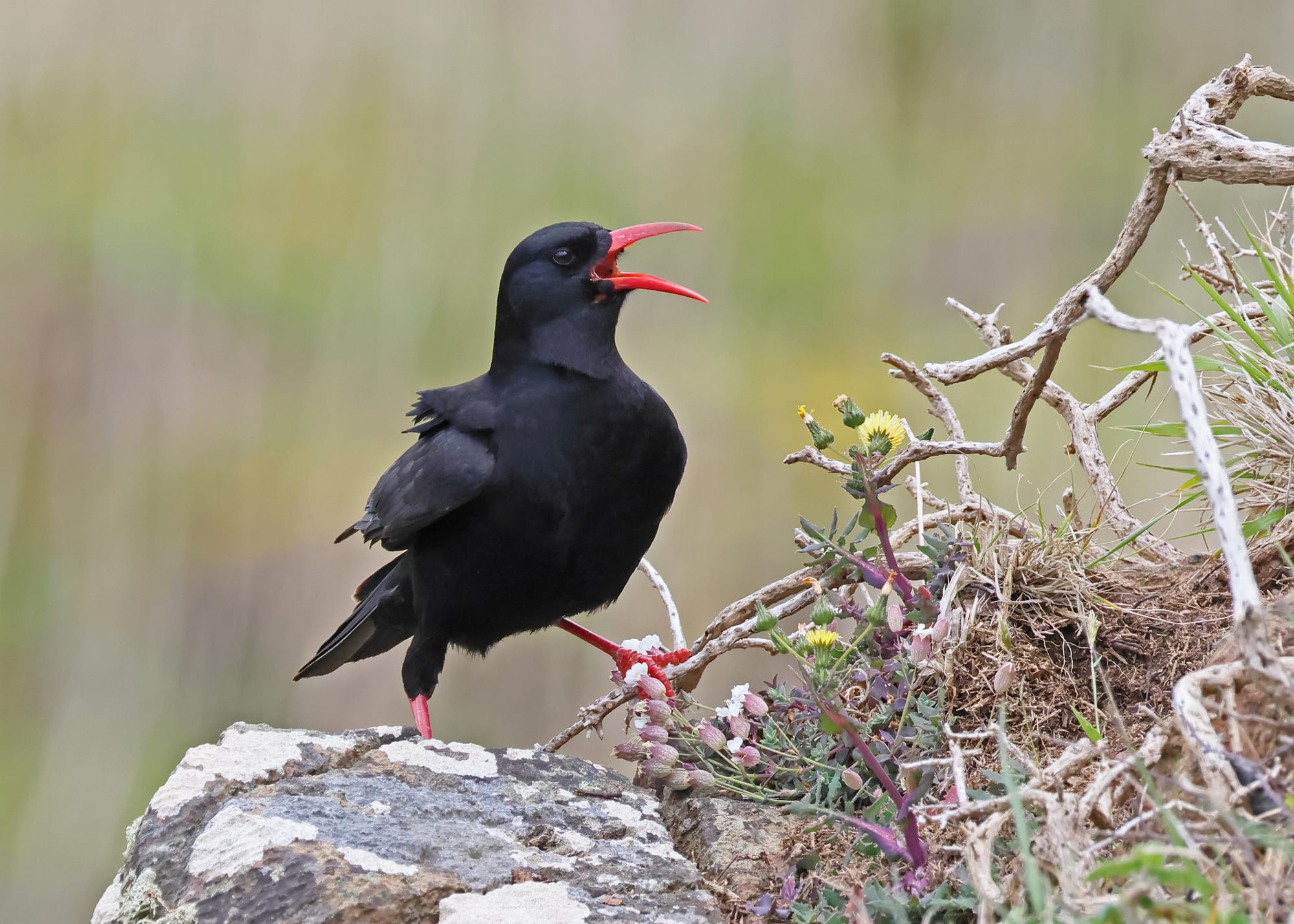 Chough