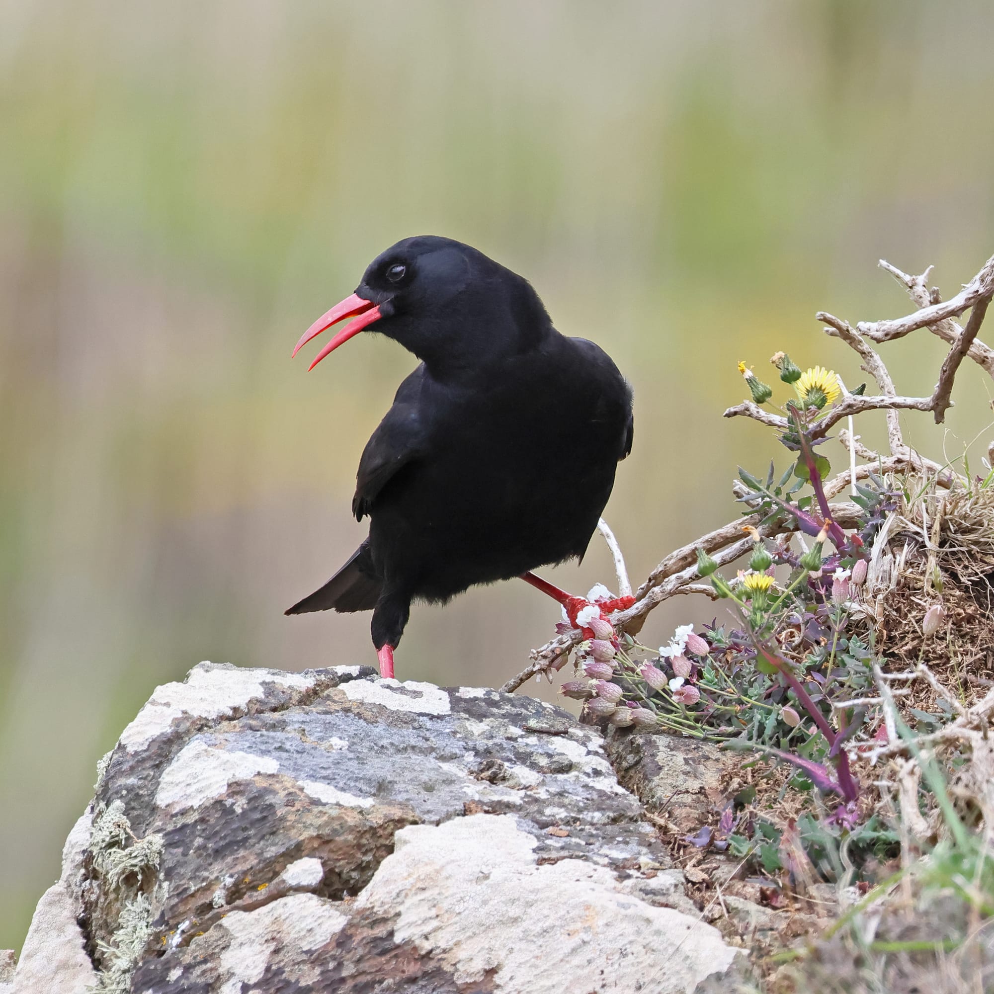 Chough
