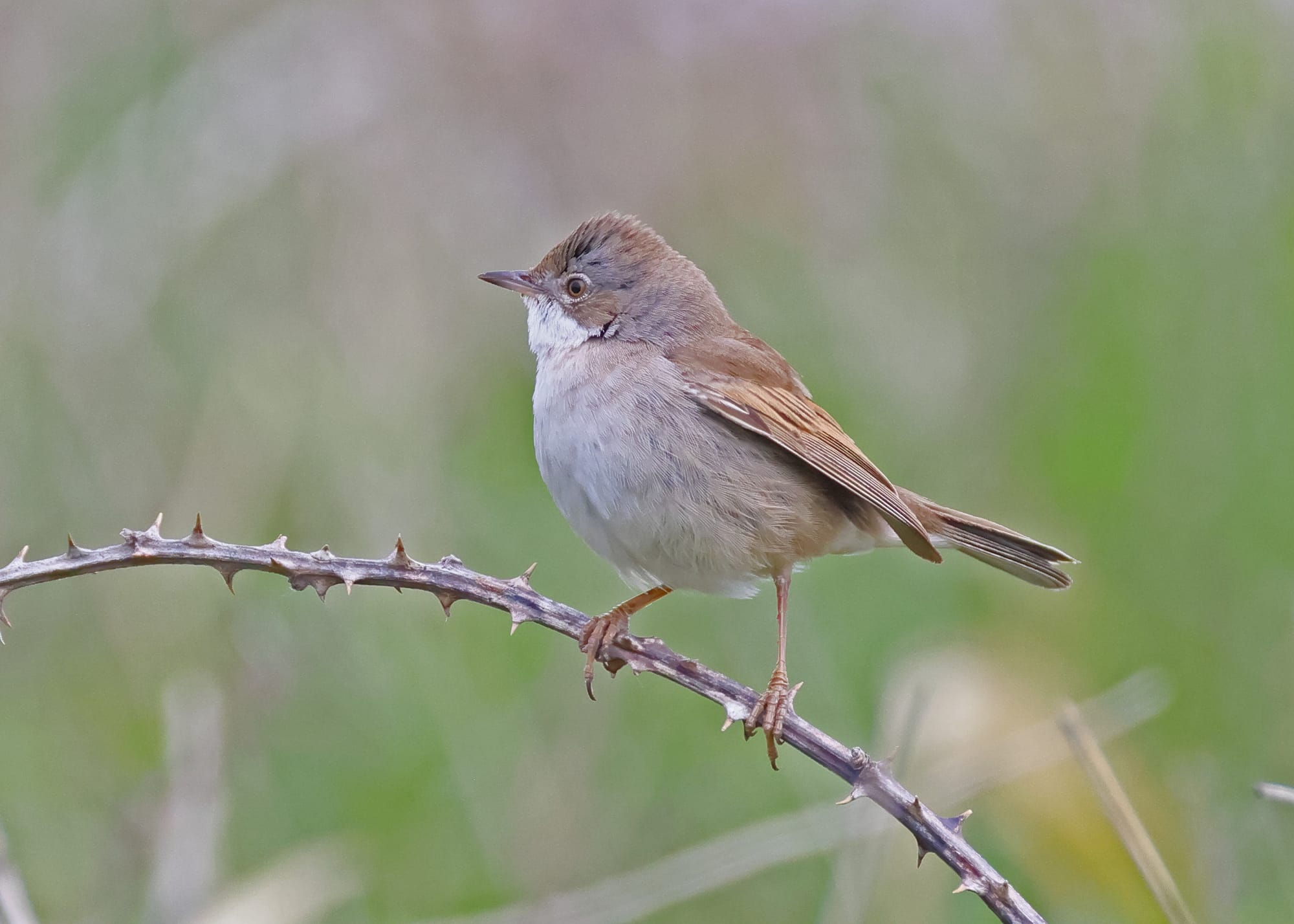 Whitethroat
