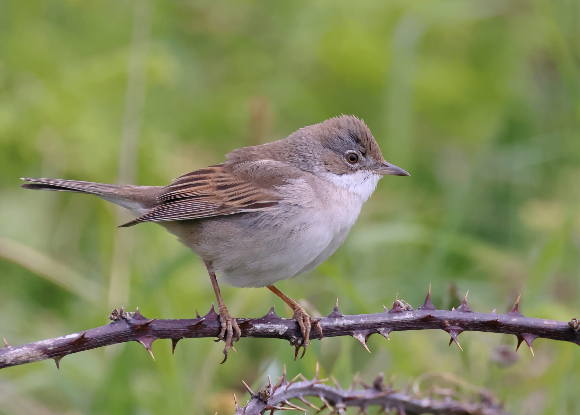 Whitethroat