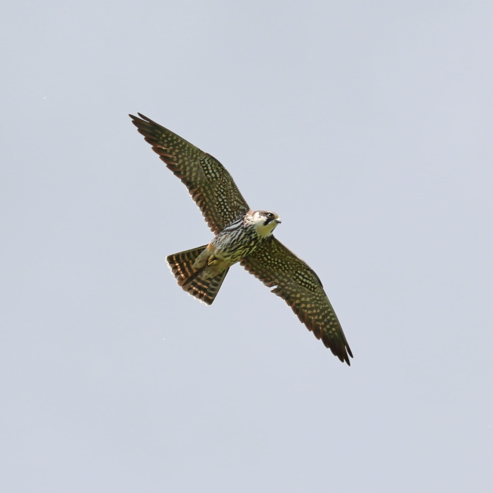 Hobby