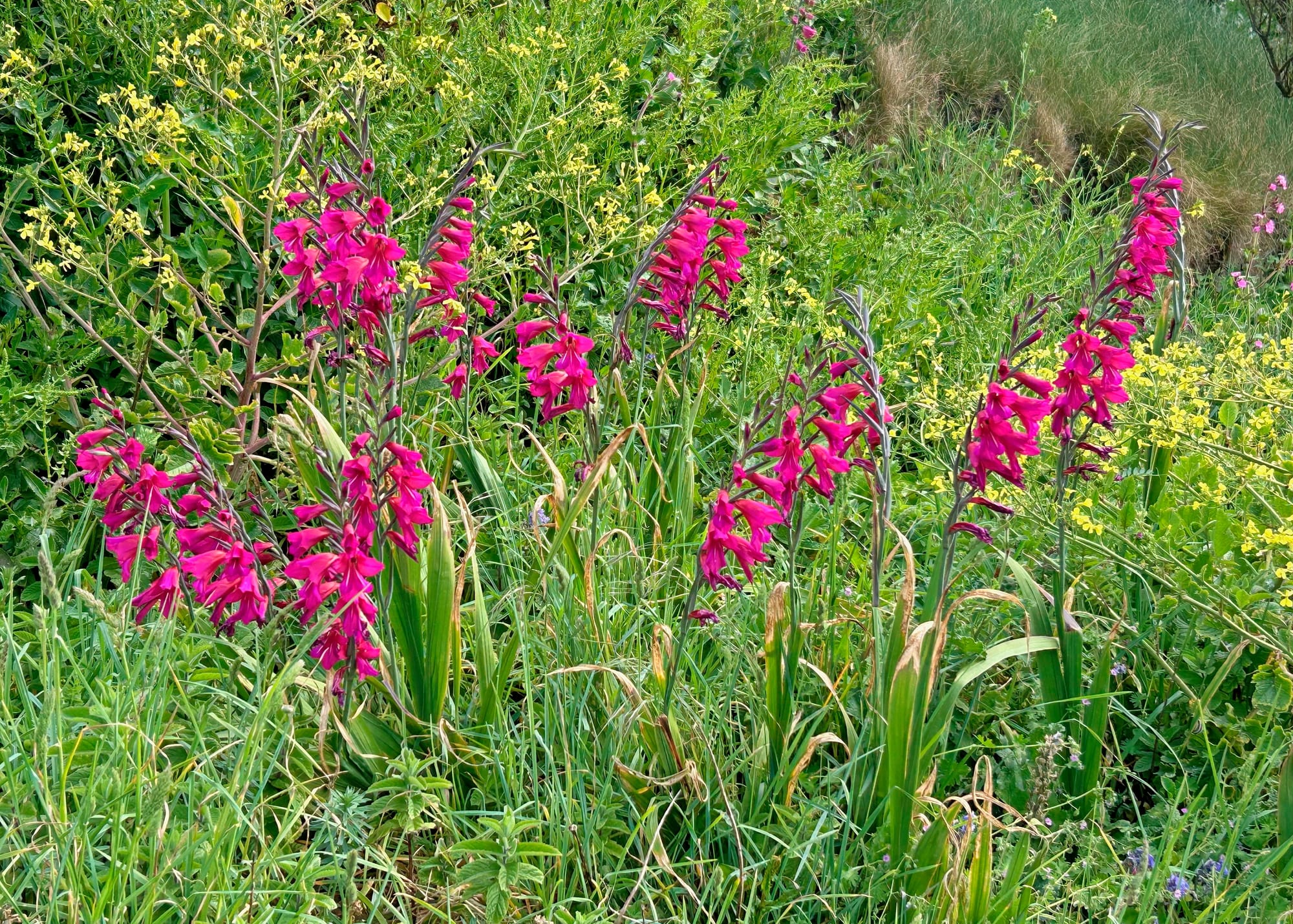Byzantine Gladiolus