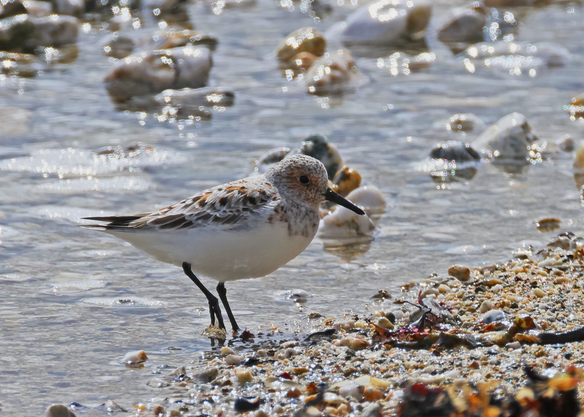 Sanderling