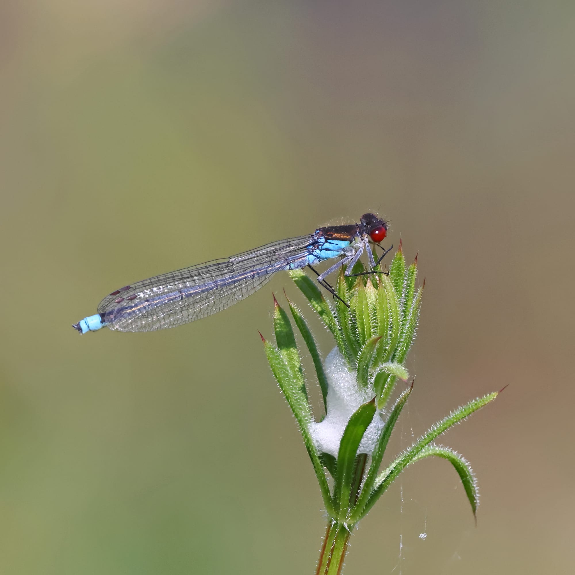 Red-eyed Damselfly