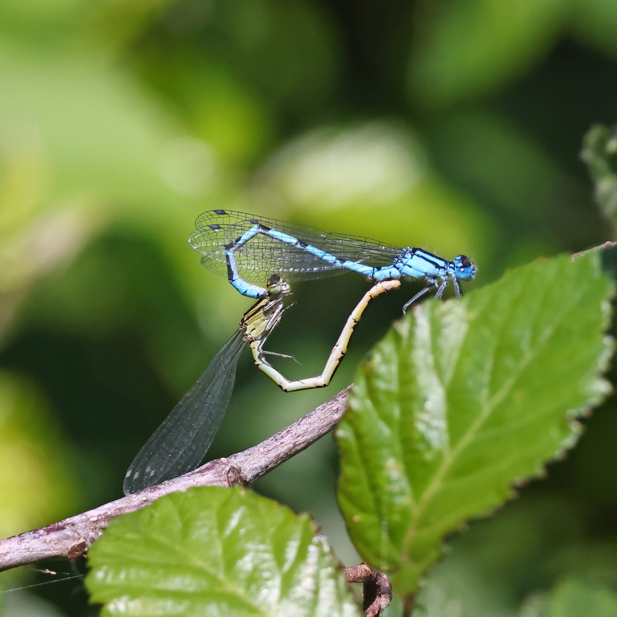 Common Blue Damselfly