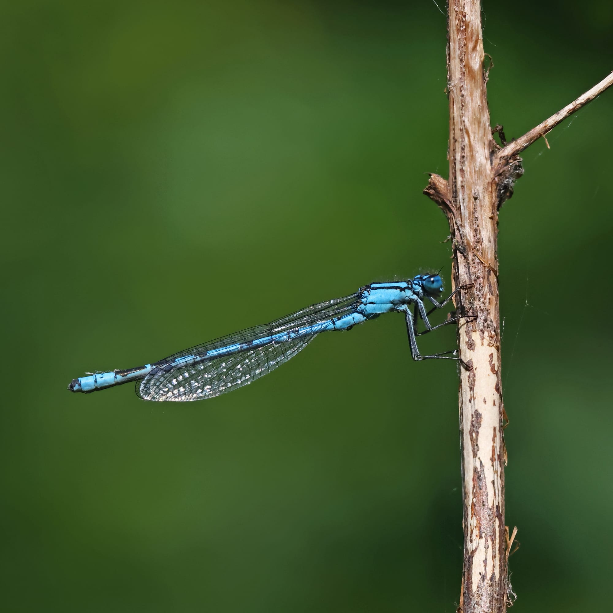 Common Blue Damselfly