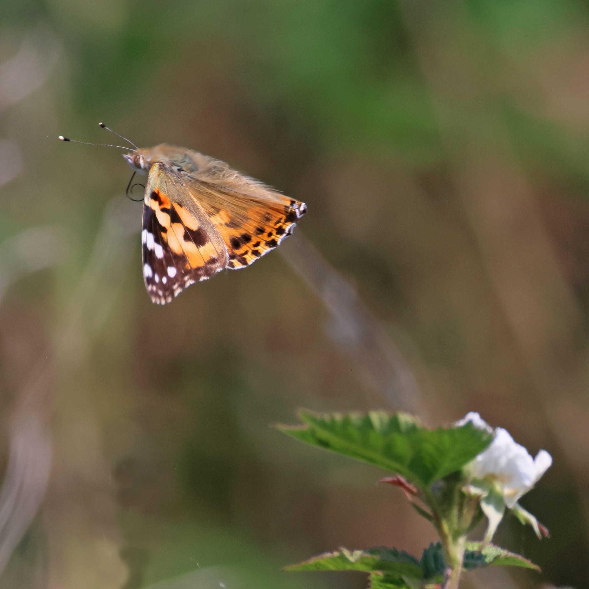 Painted Lady