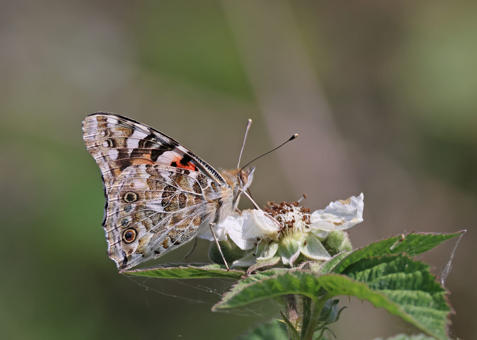 Painted Lady