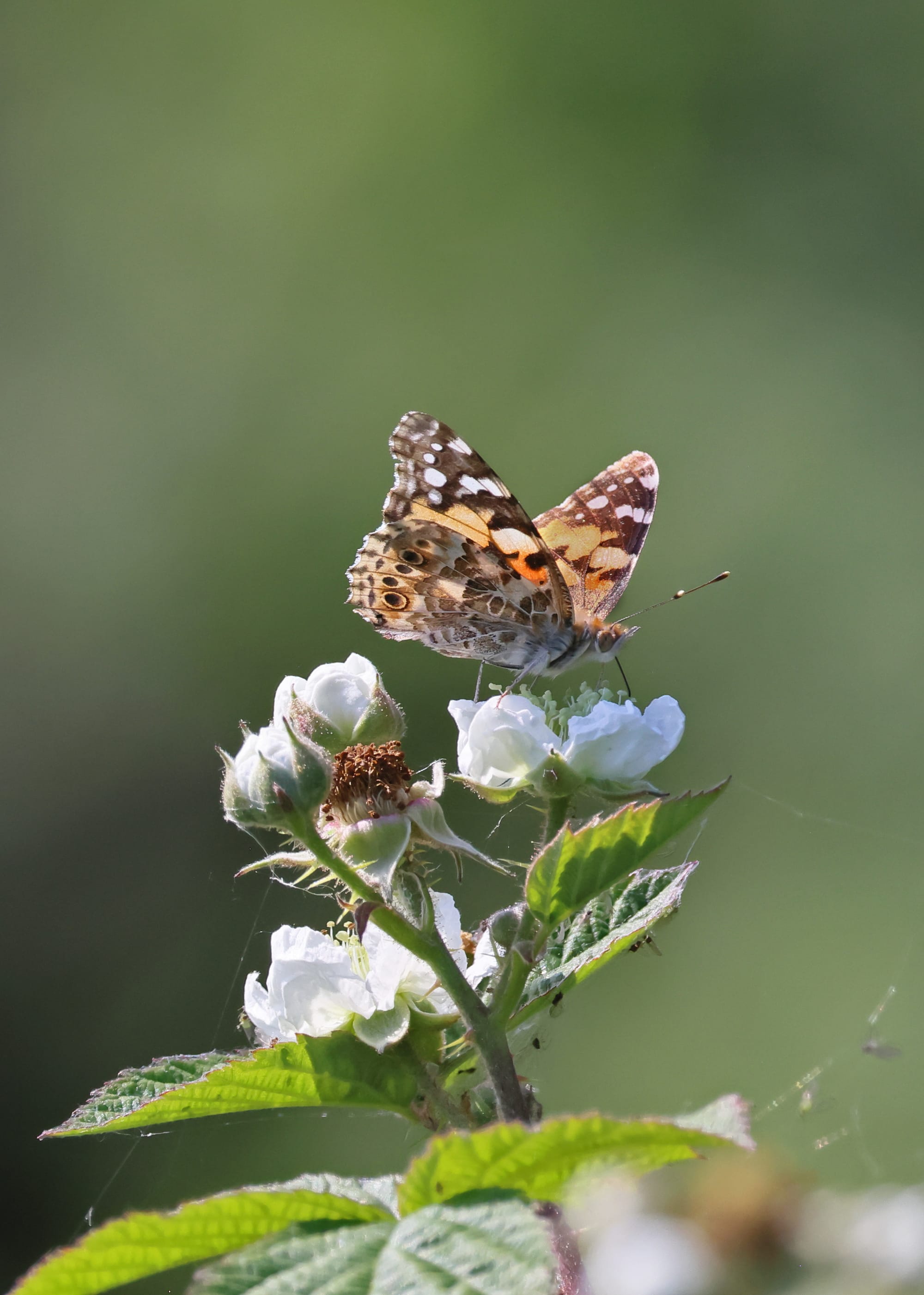 Painted Lady