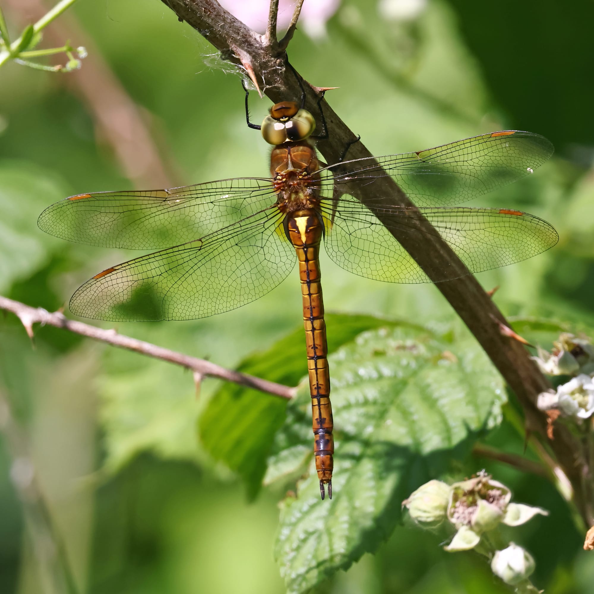Norfolk Hawker