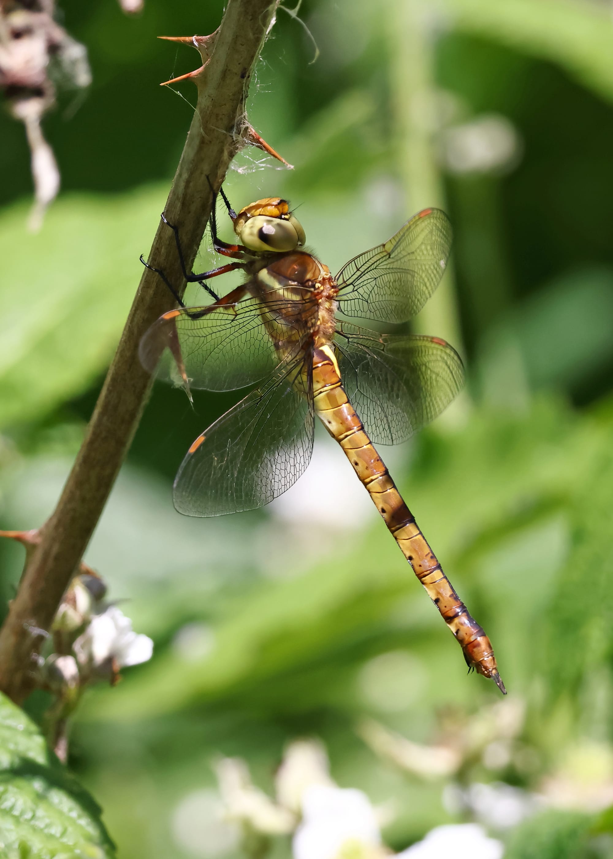 Norfolk Hawker