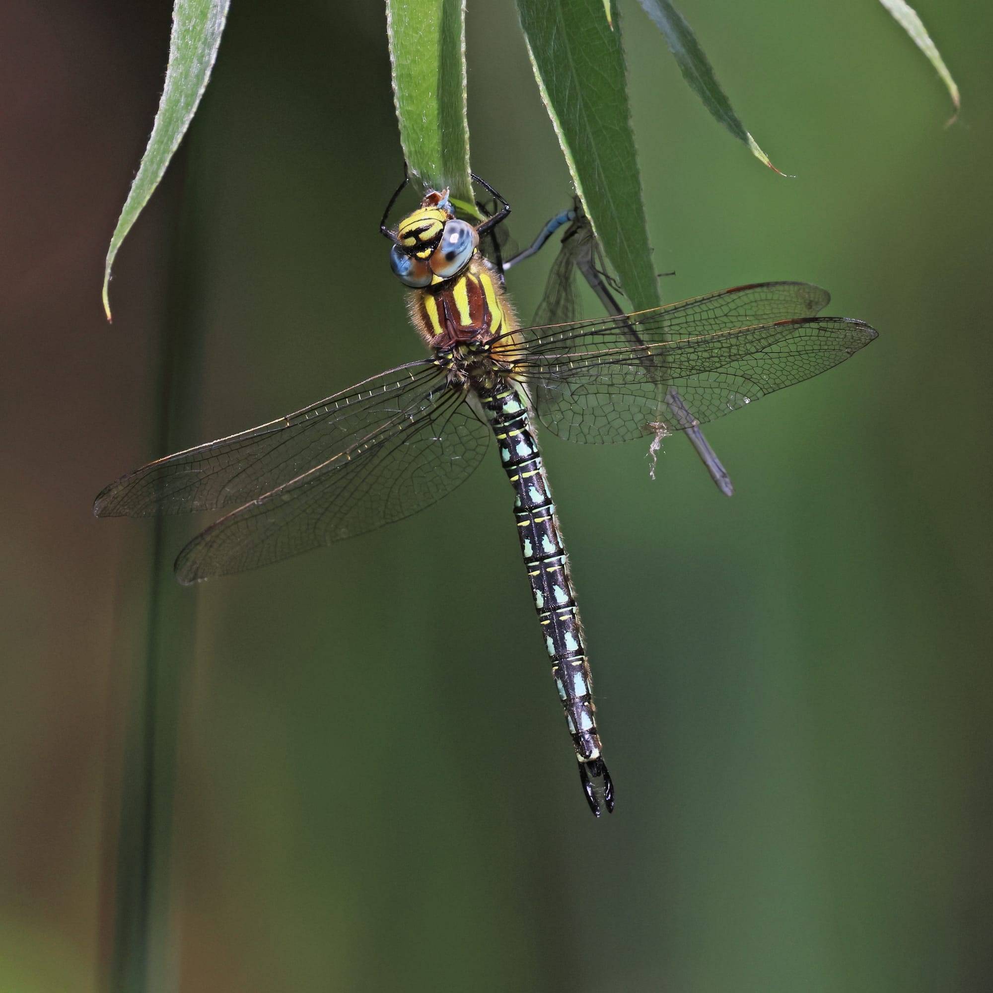 Hairy Dragonfly
