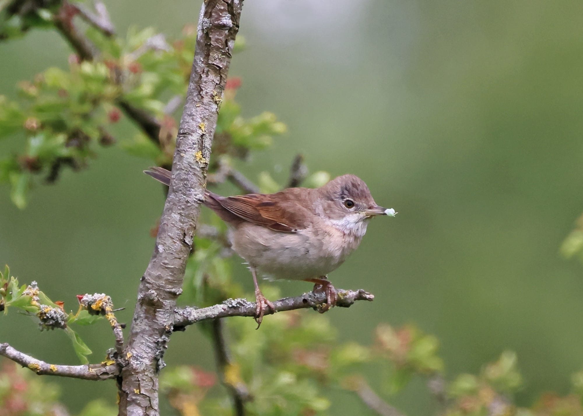 Whitethroat