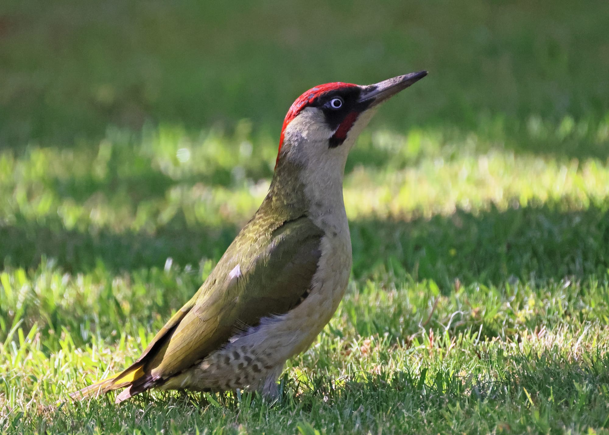 Green Woodpecker