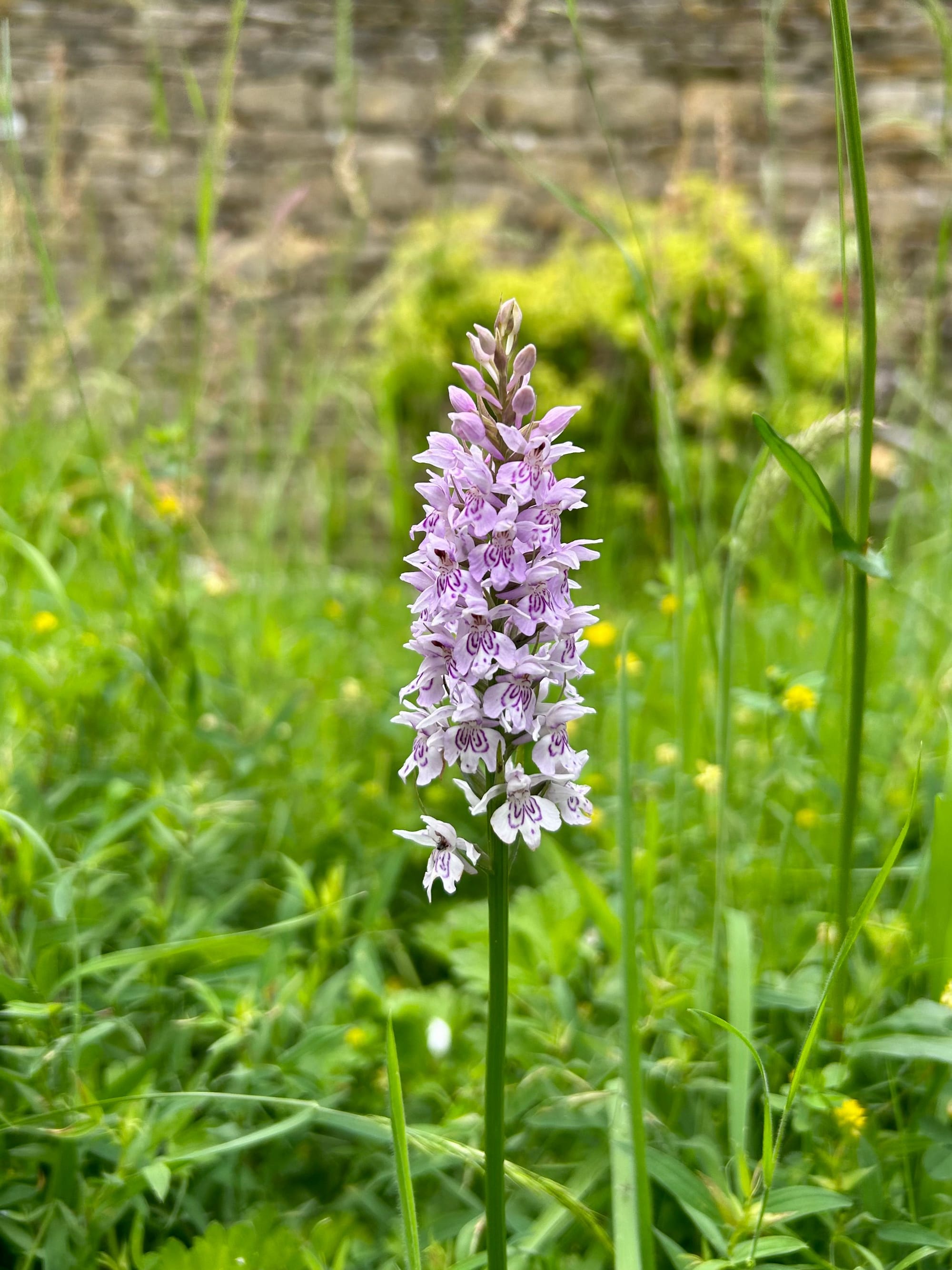 Common Spotted Orchid