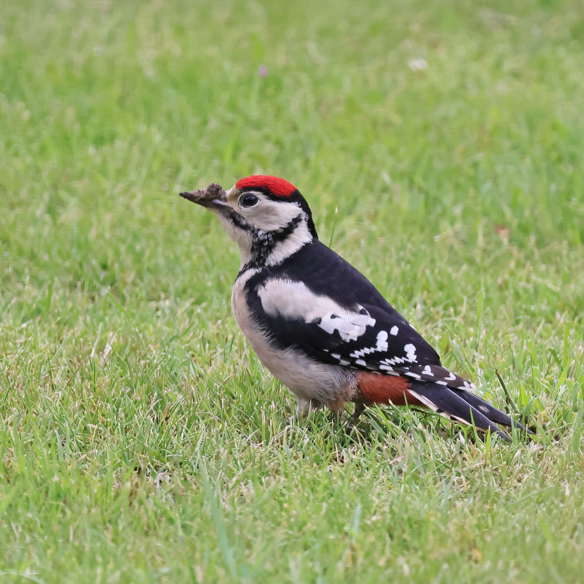 Great Spotted Woodpecker