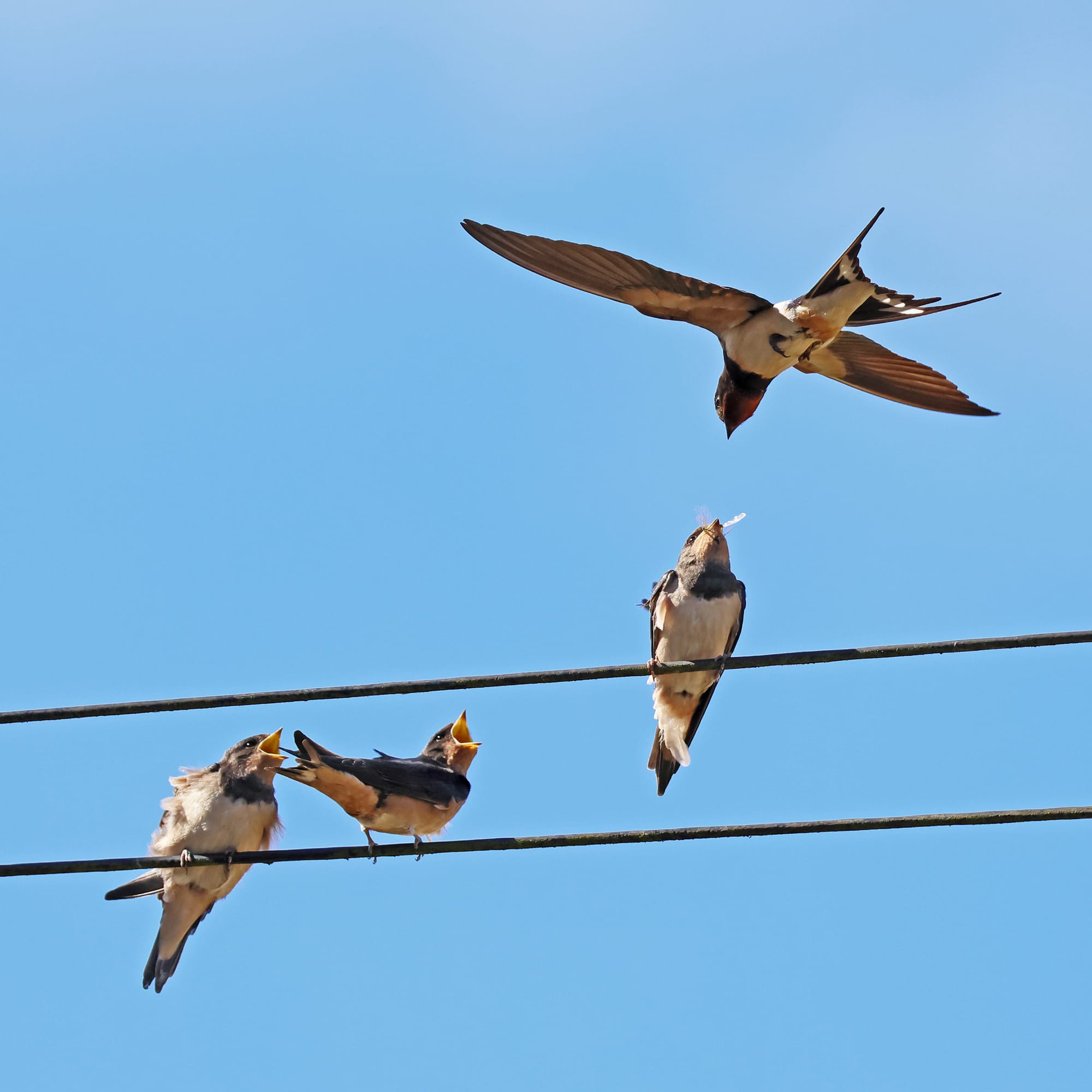 Barn Swallow