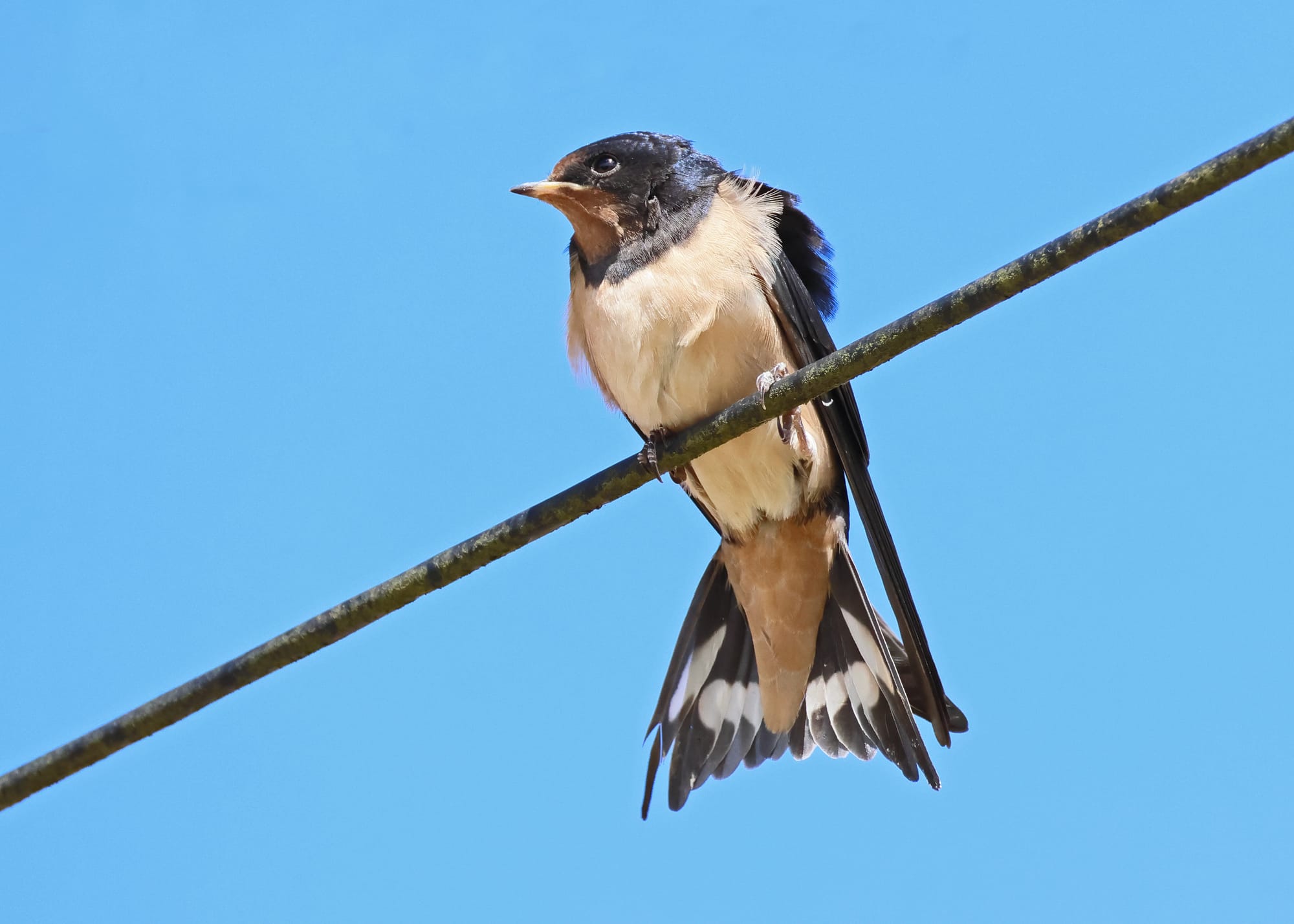 Barn Swallow