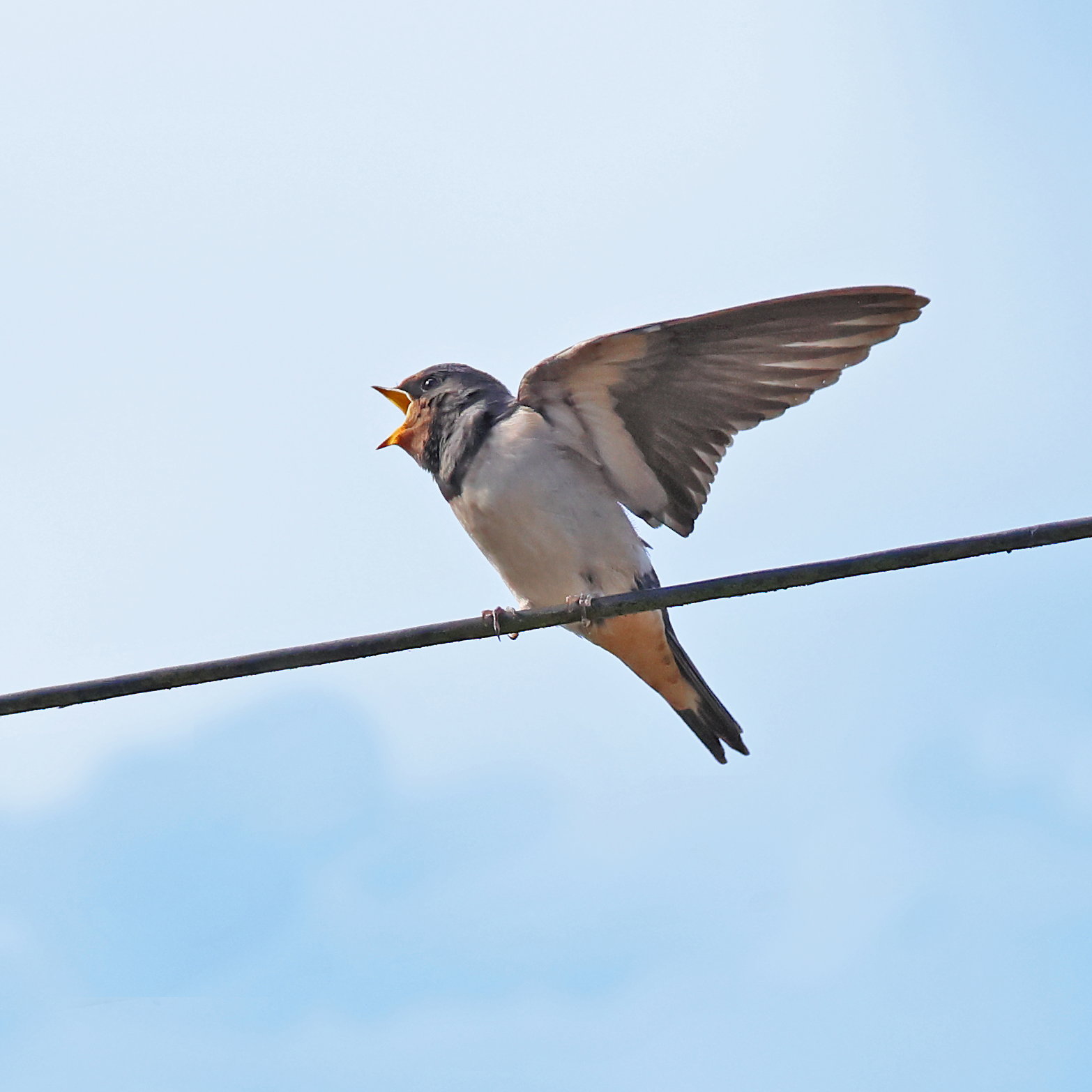 Barn Swallow