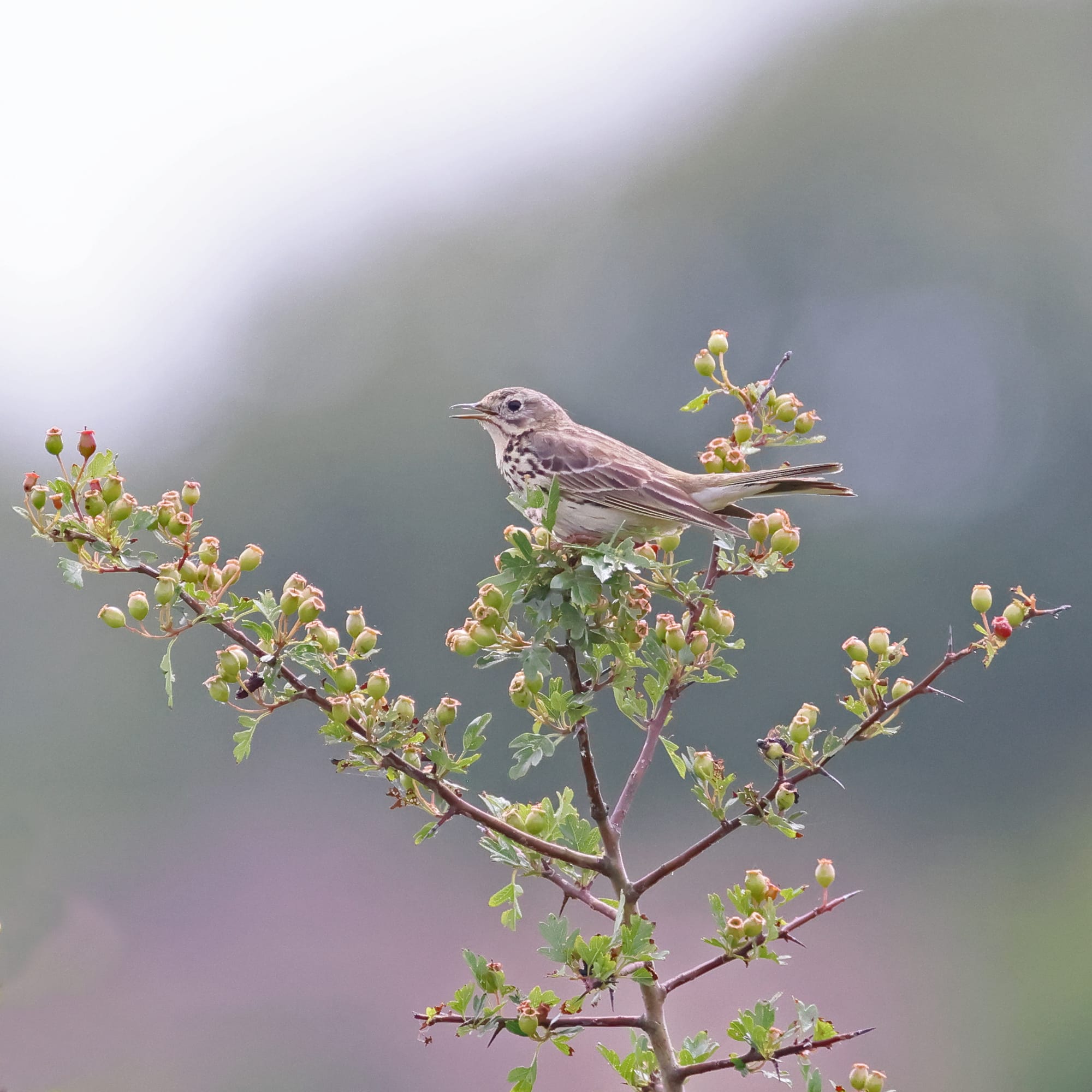 Meadow Pipit