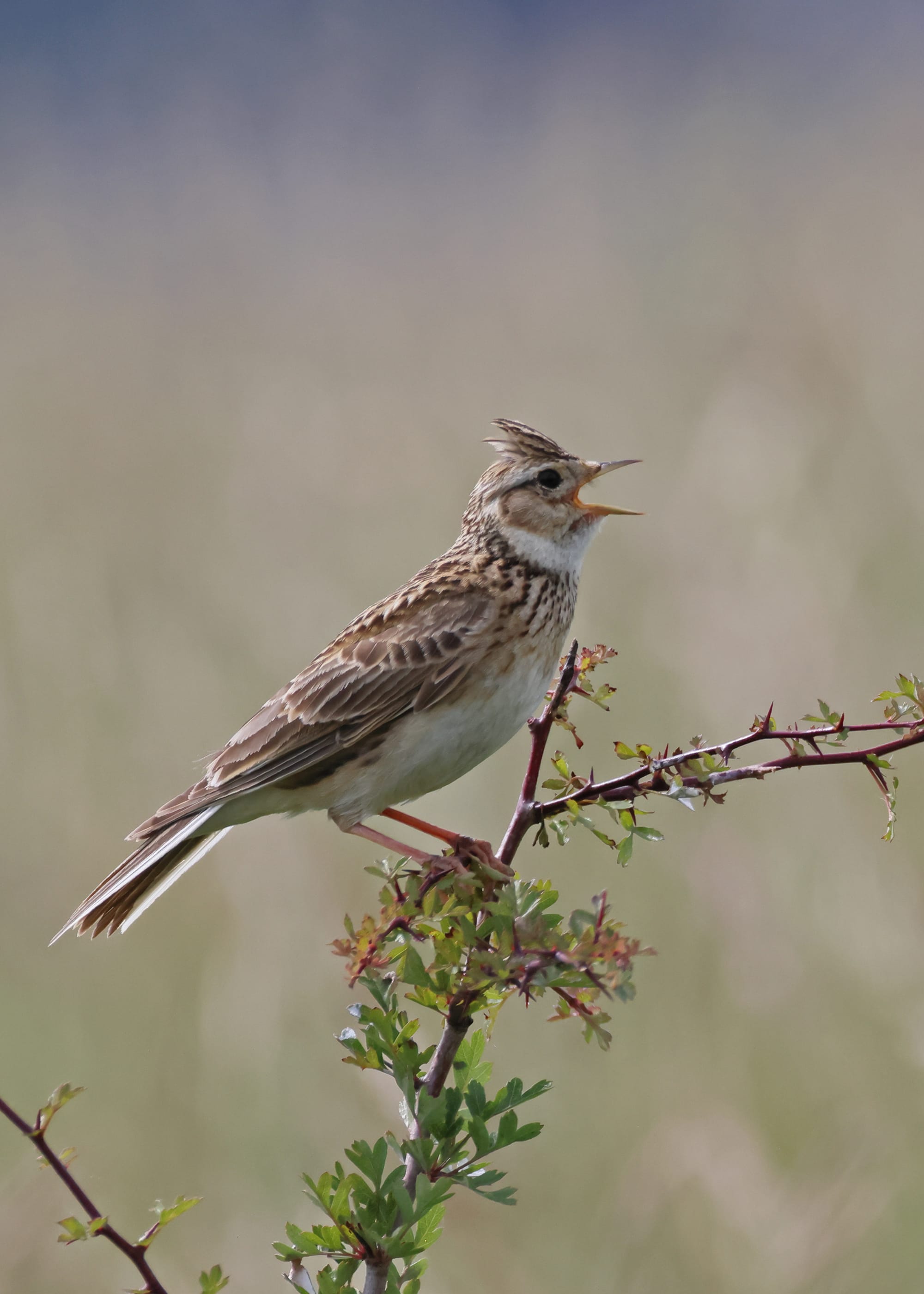 Skylark