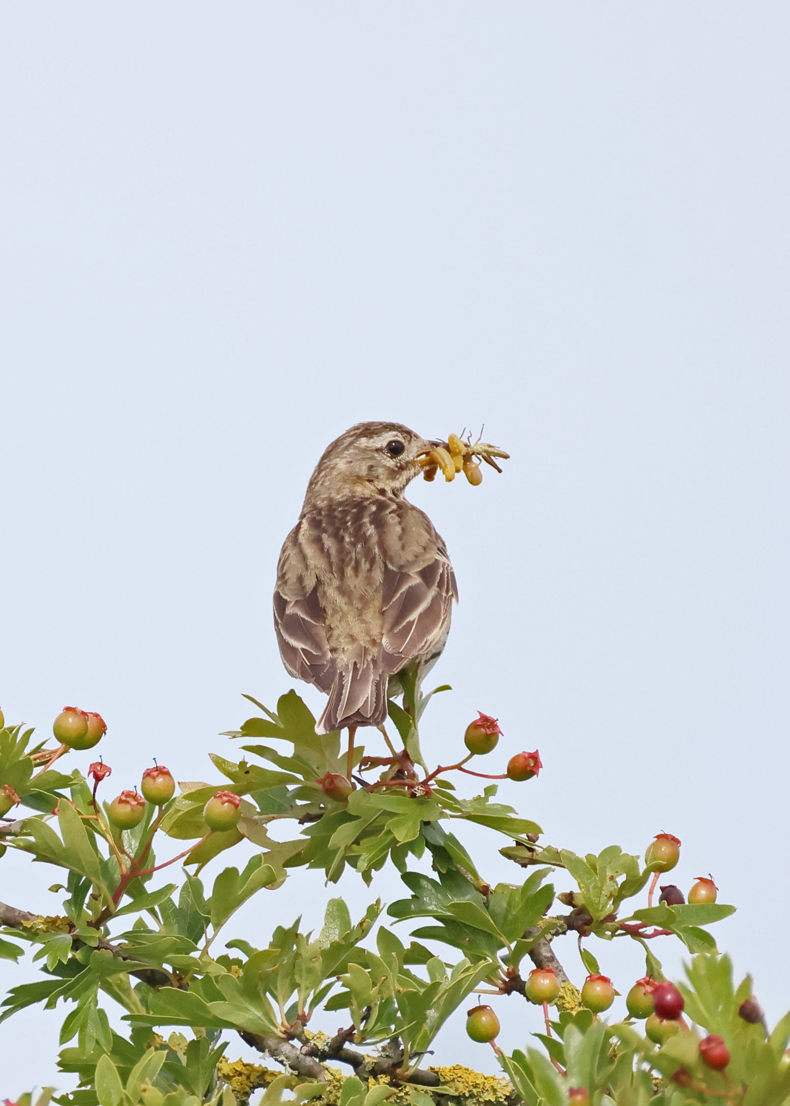 Meadow Pipit