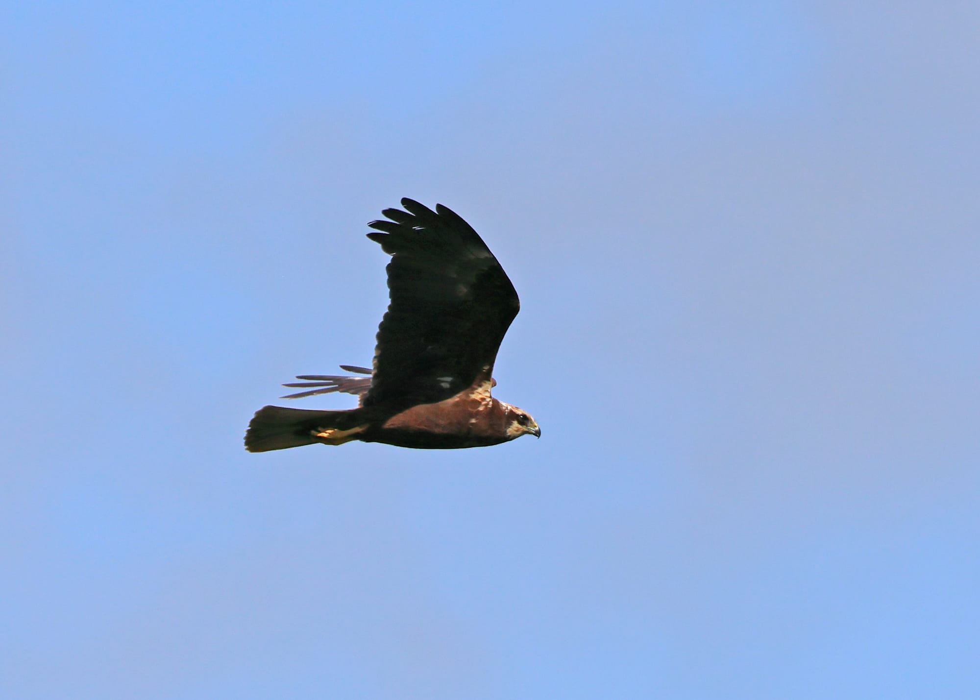 Marsh Harrier