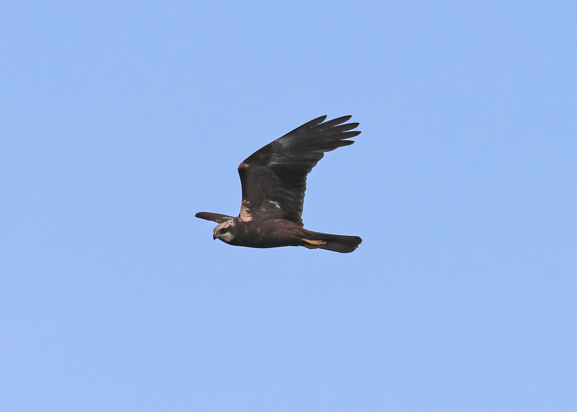 Marsh Harrier