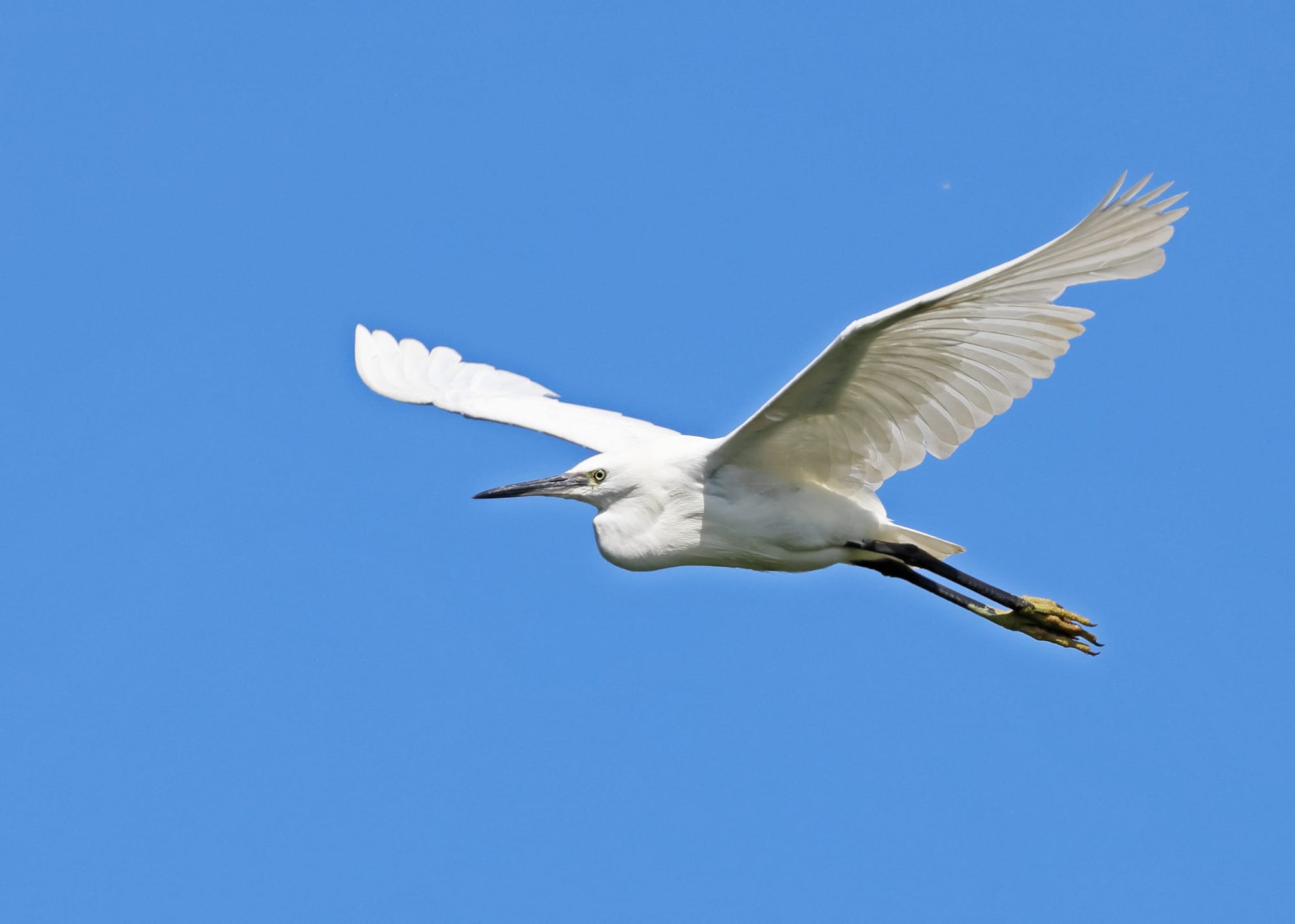 Little Egret