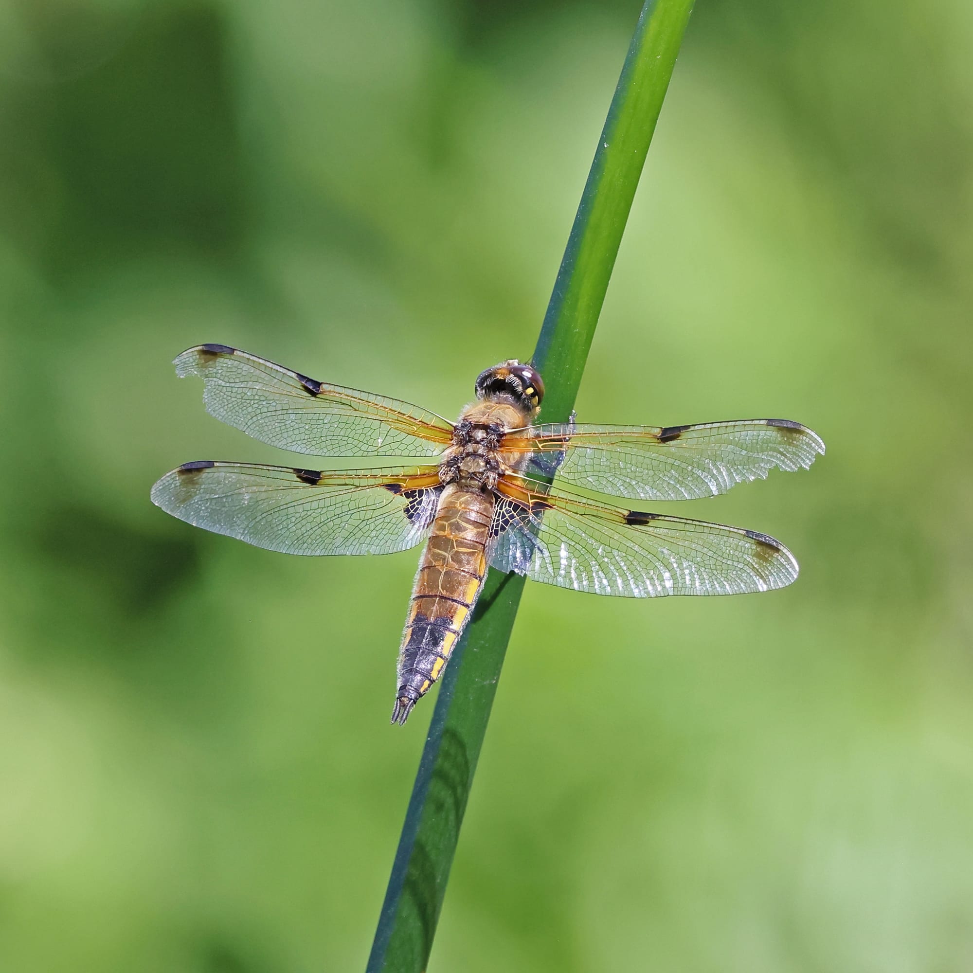 Four-spot Chaser