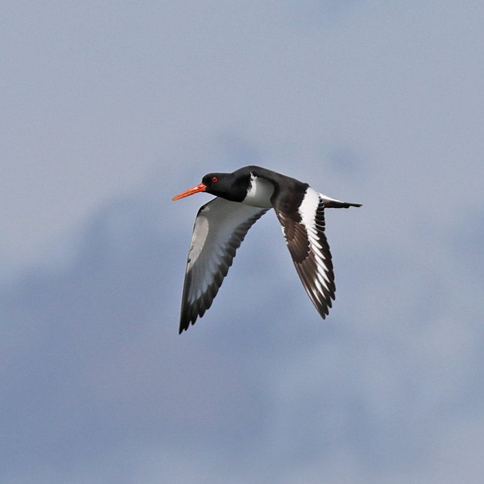 Oystercatcher