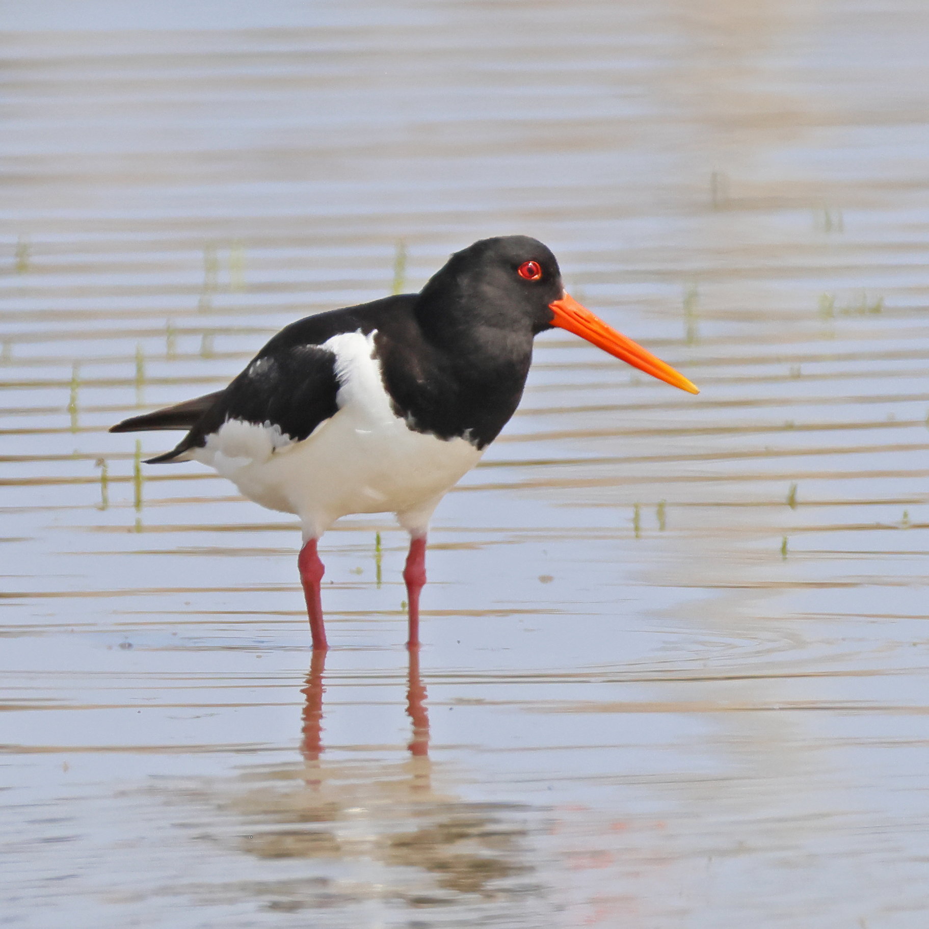 Oystercatcher