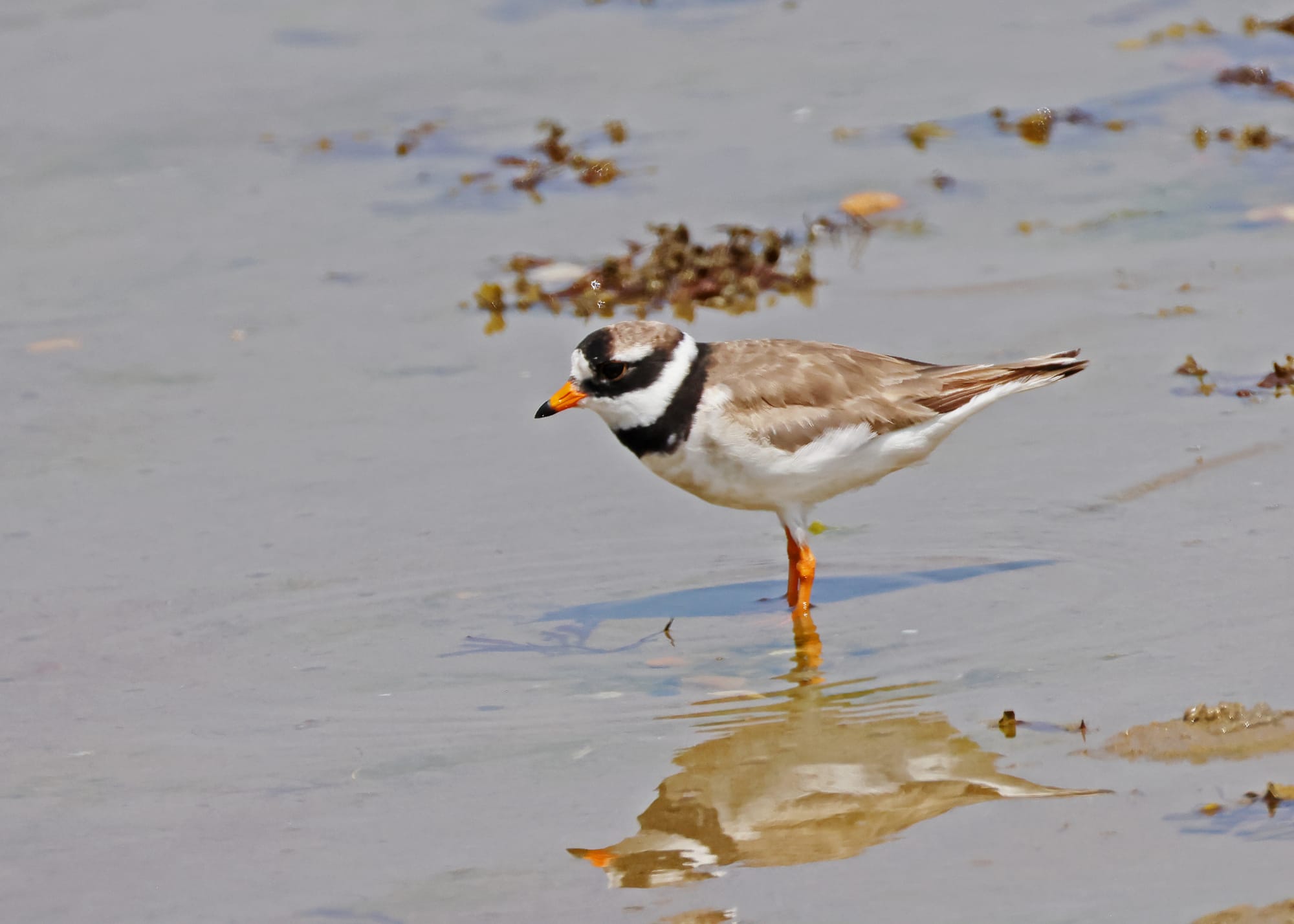 Ringed Plover