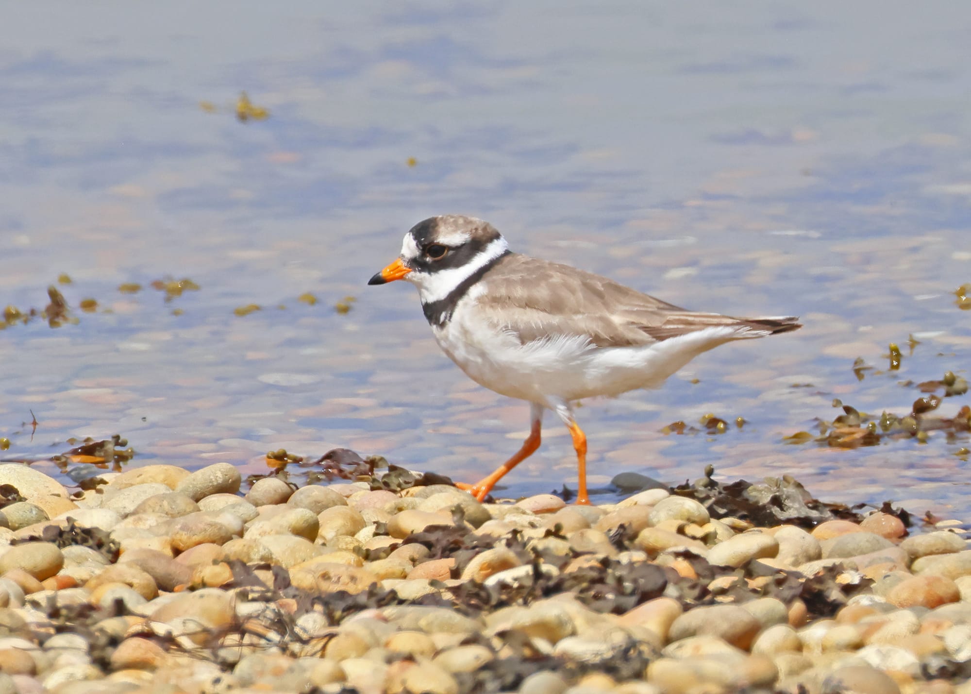 Ringed Plover