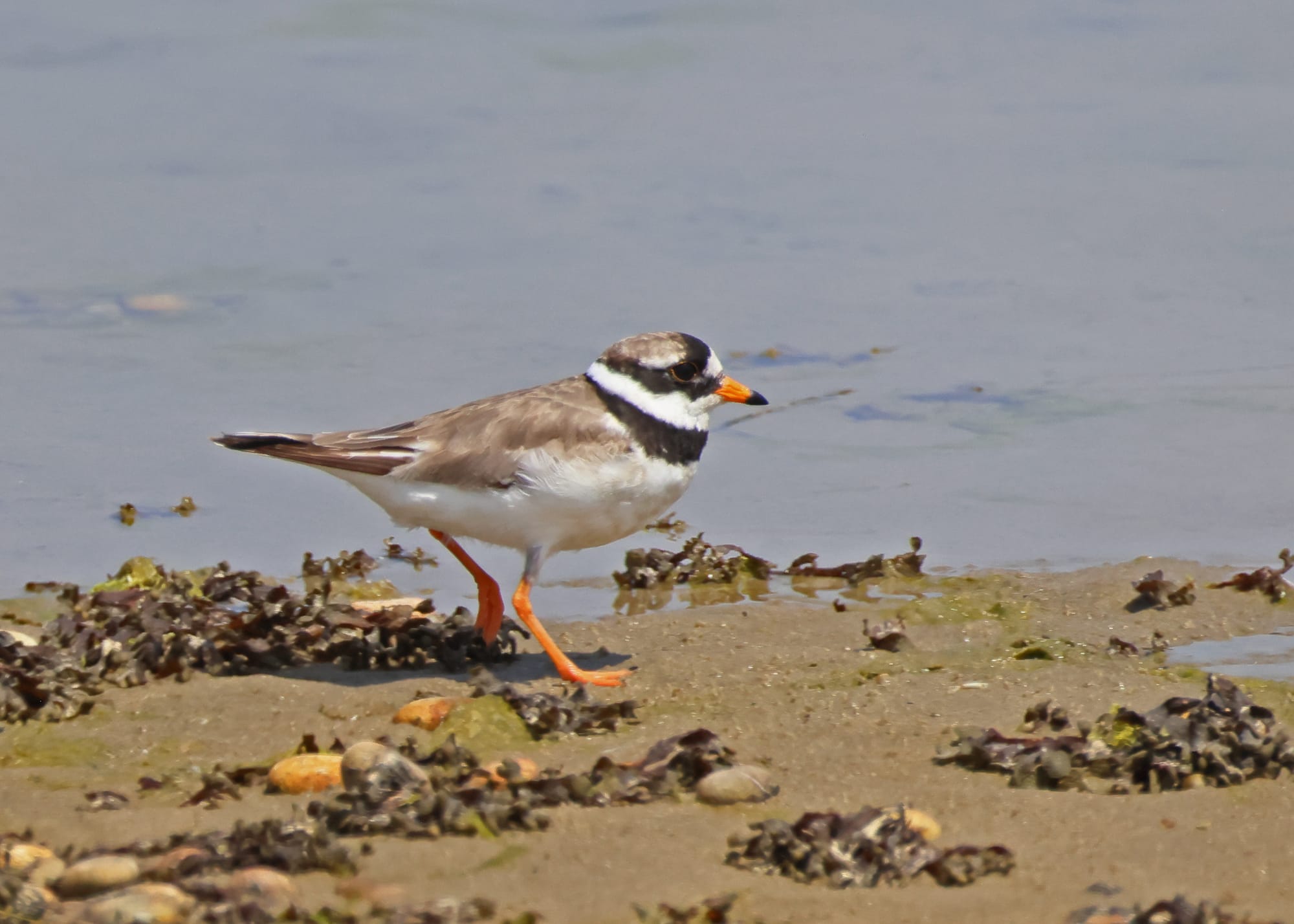 Ringed Plover