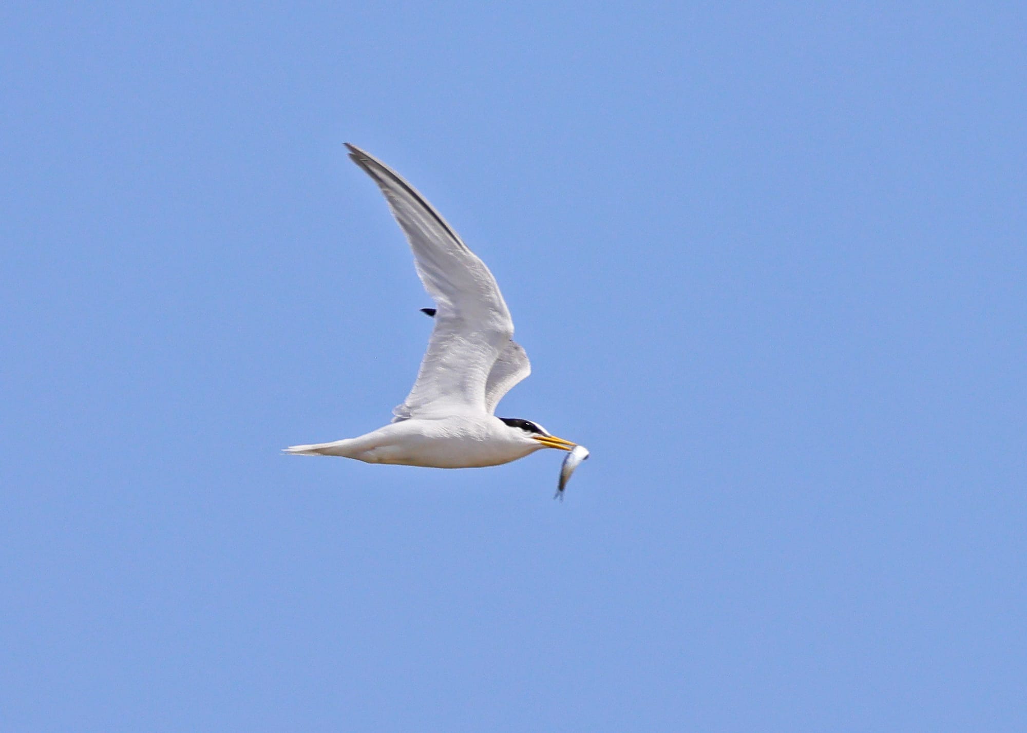 Little Tern