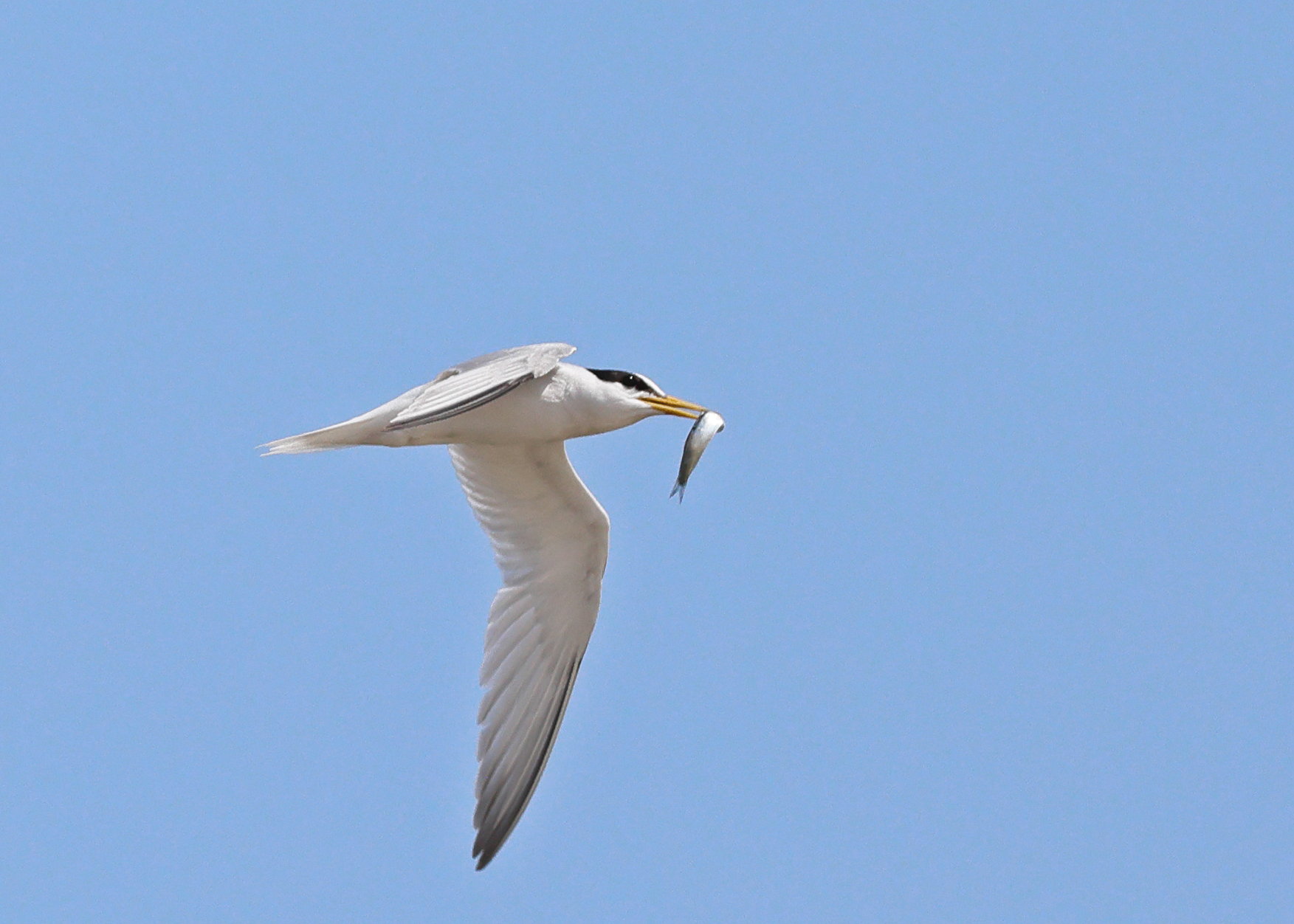 Little Tern
