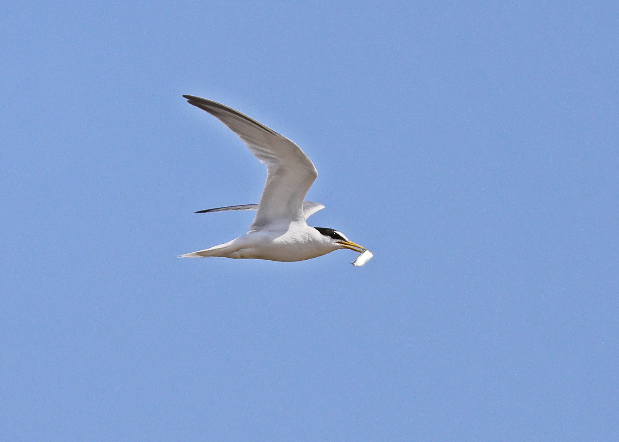 Little Tern