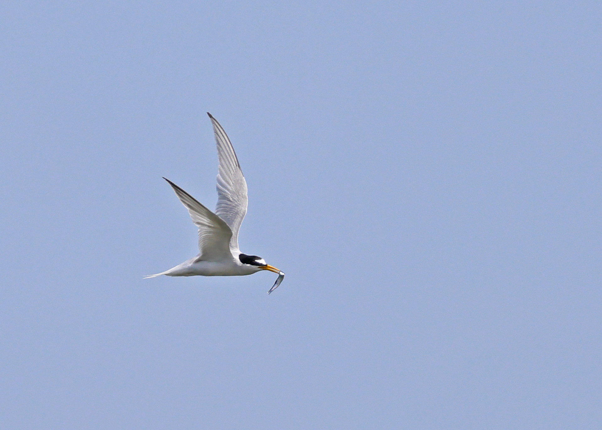 Little Tern