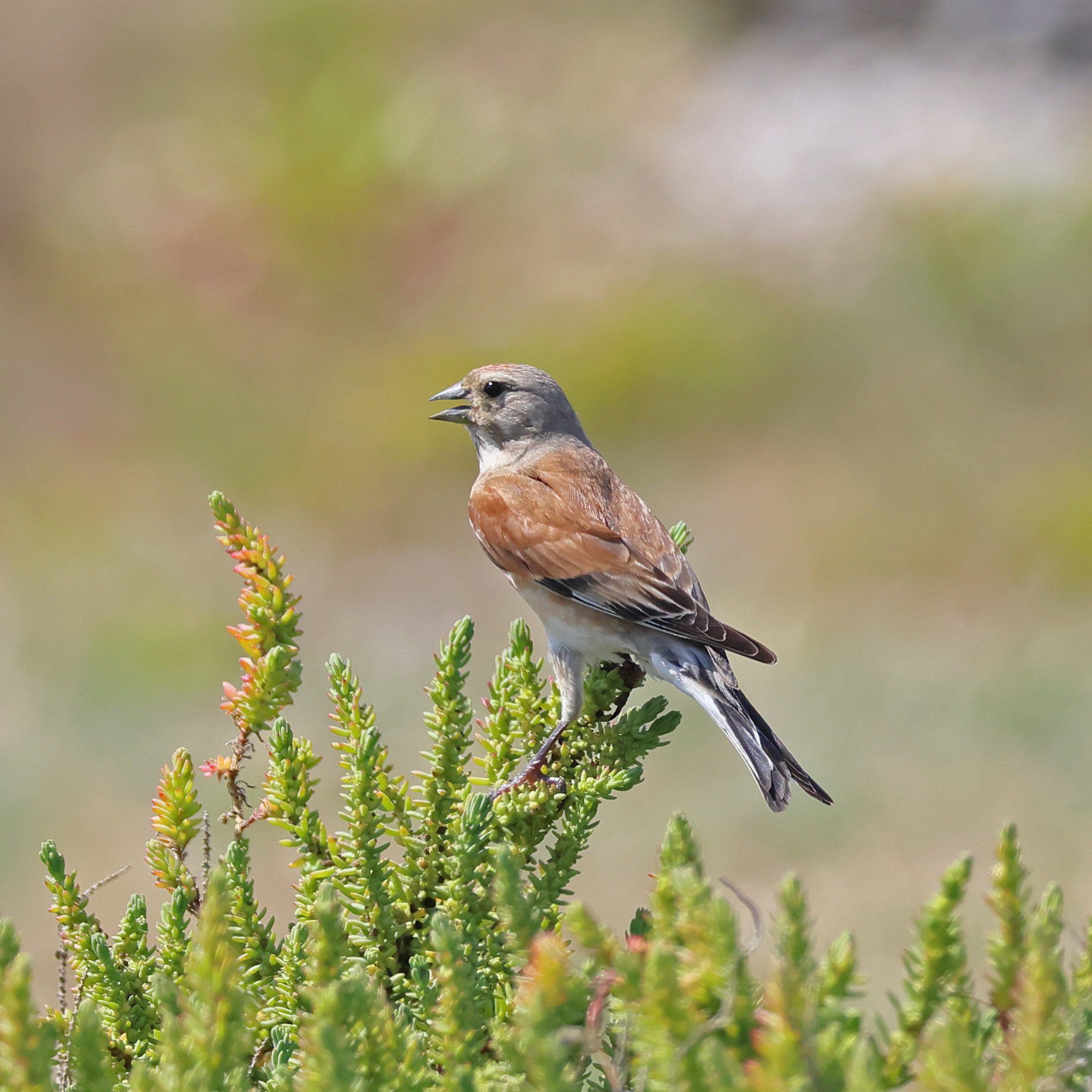 Linnet