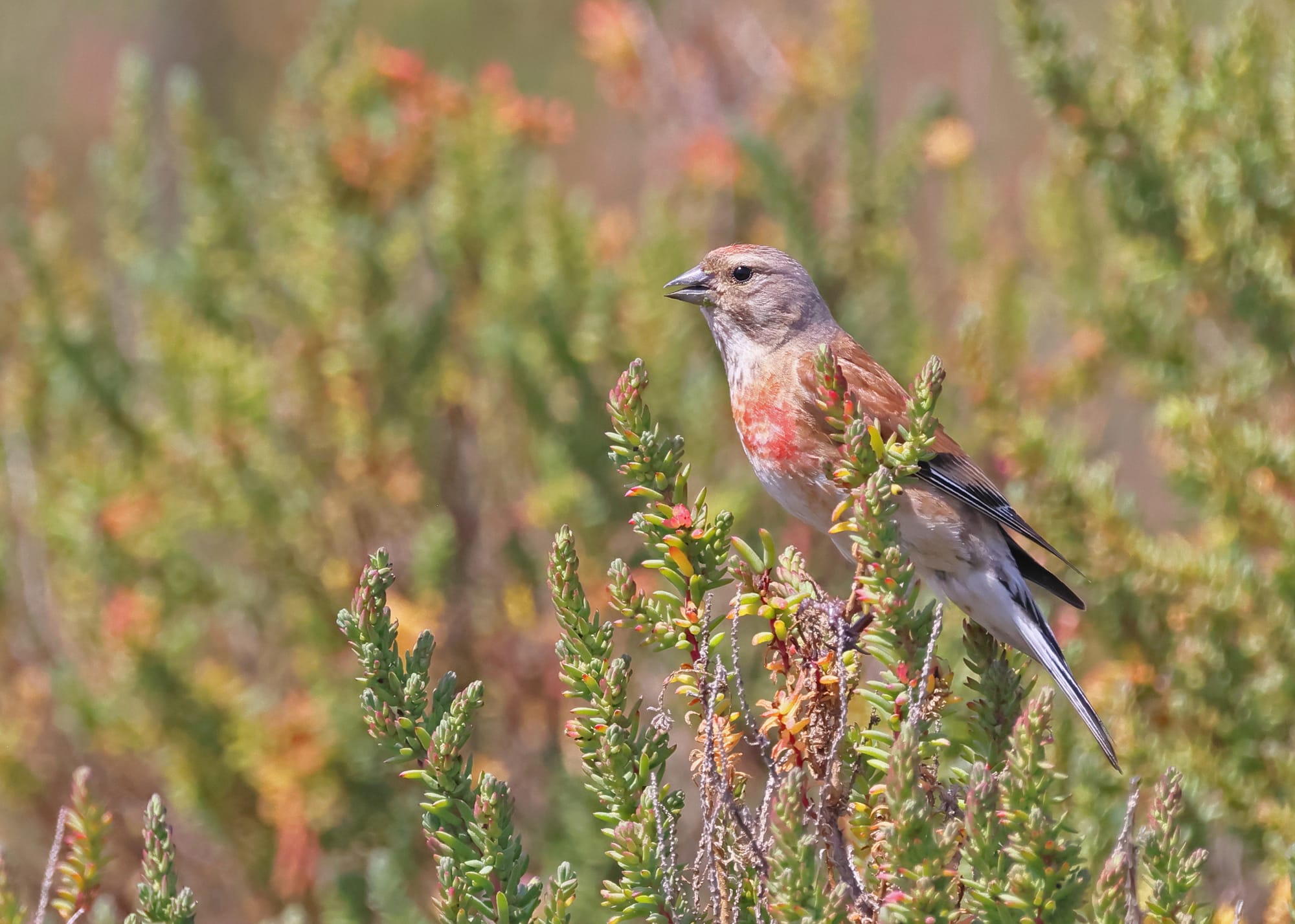 Linnet
