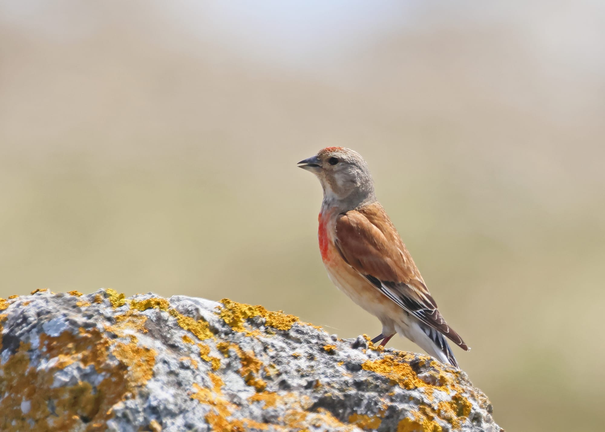 Linnet