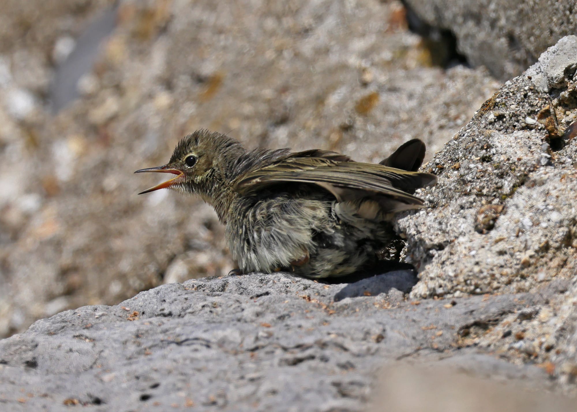 Rock Pipit